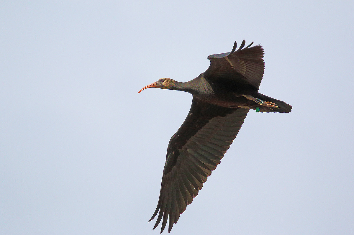 The flight of the hermit bison