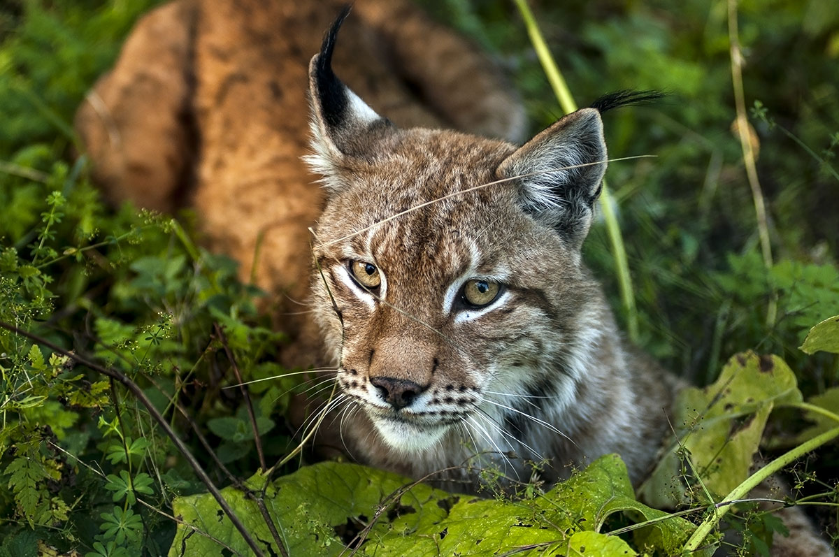 la lince