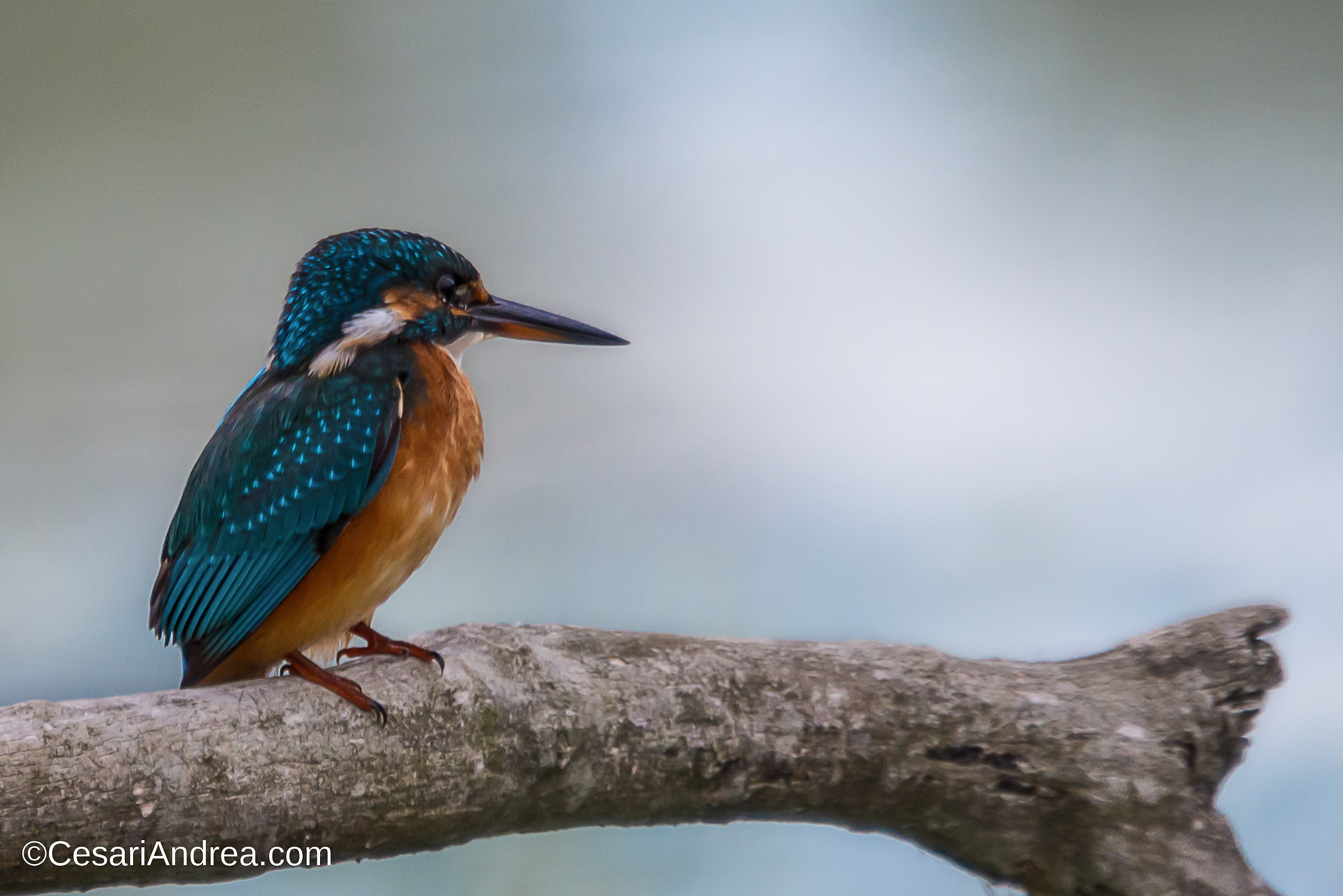Il mio primo Martin!