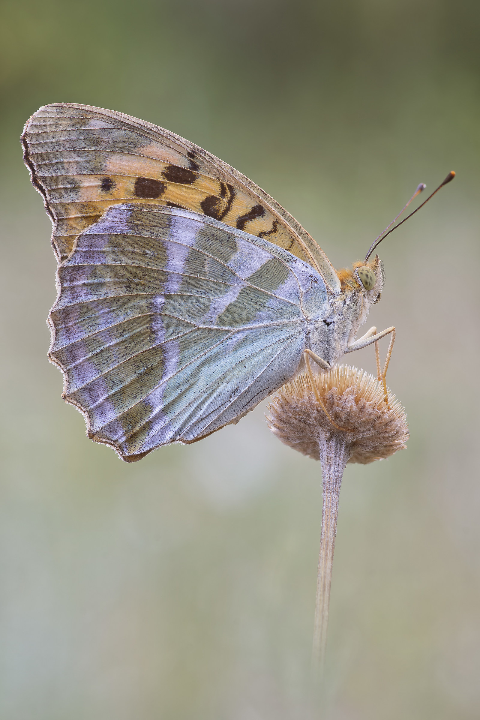 Argynnis Paphia (Linnaeus, 1758) - Pixel shift