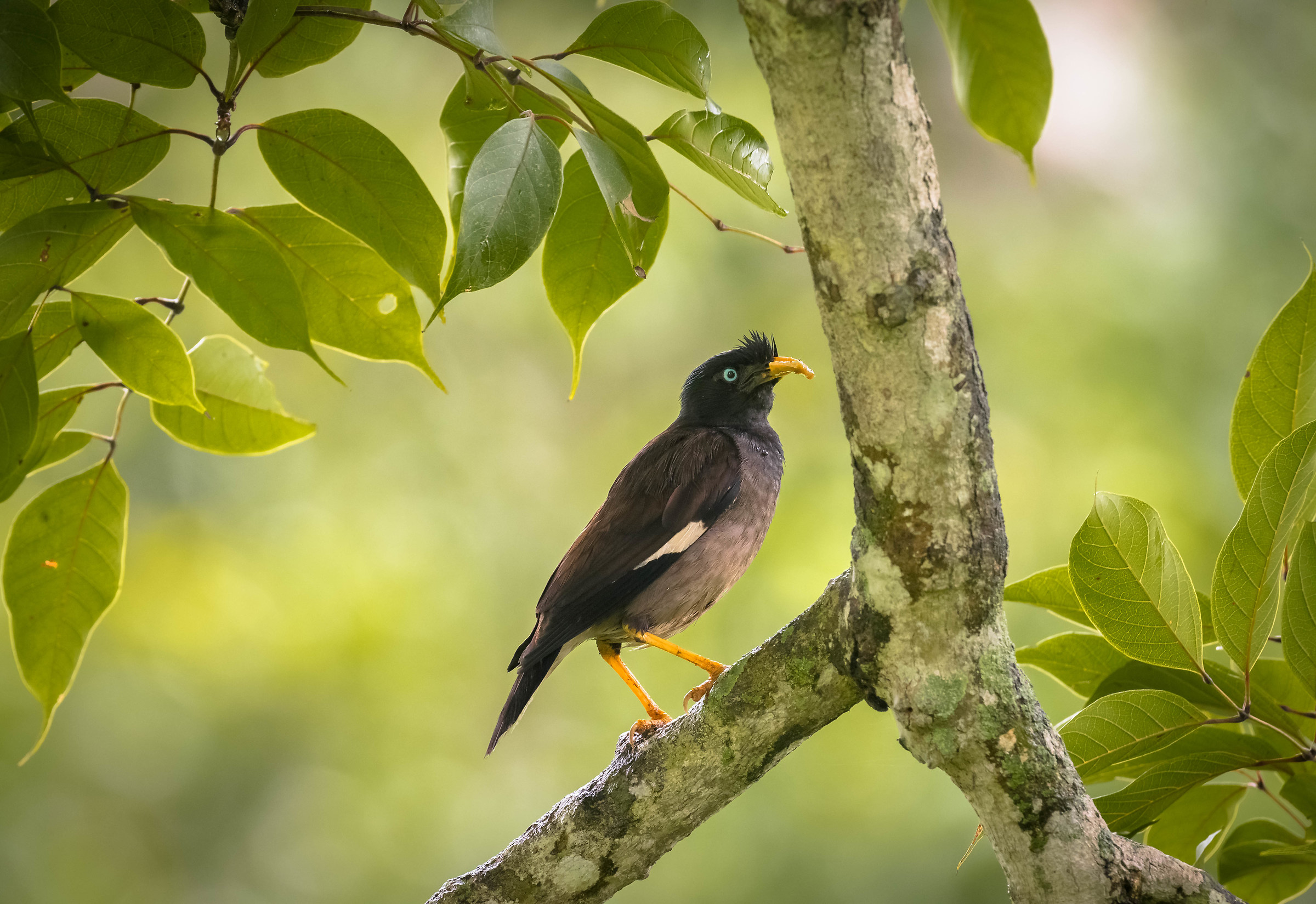 Jungle Myna