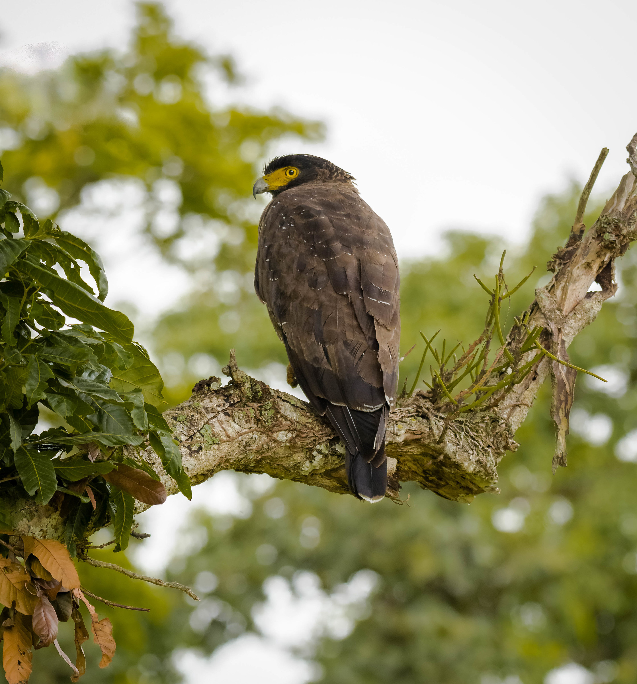 Serpent Eagle