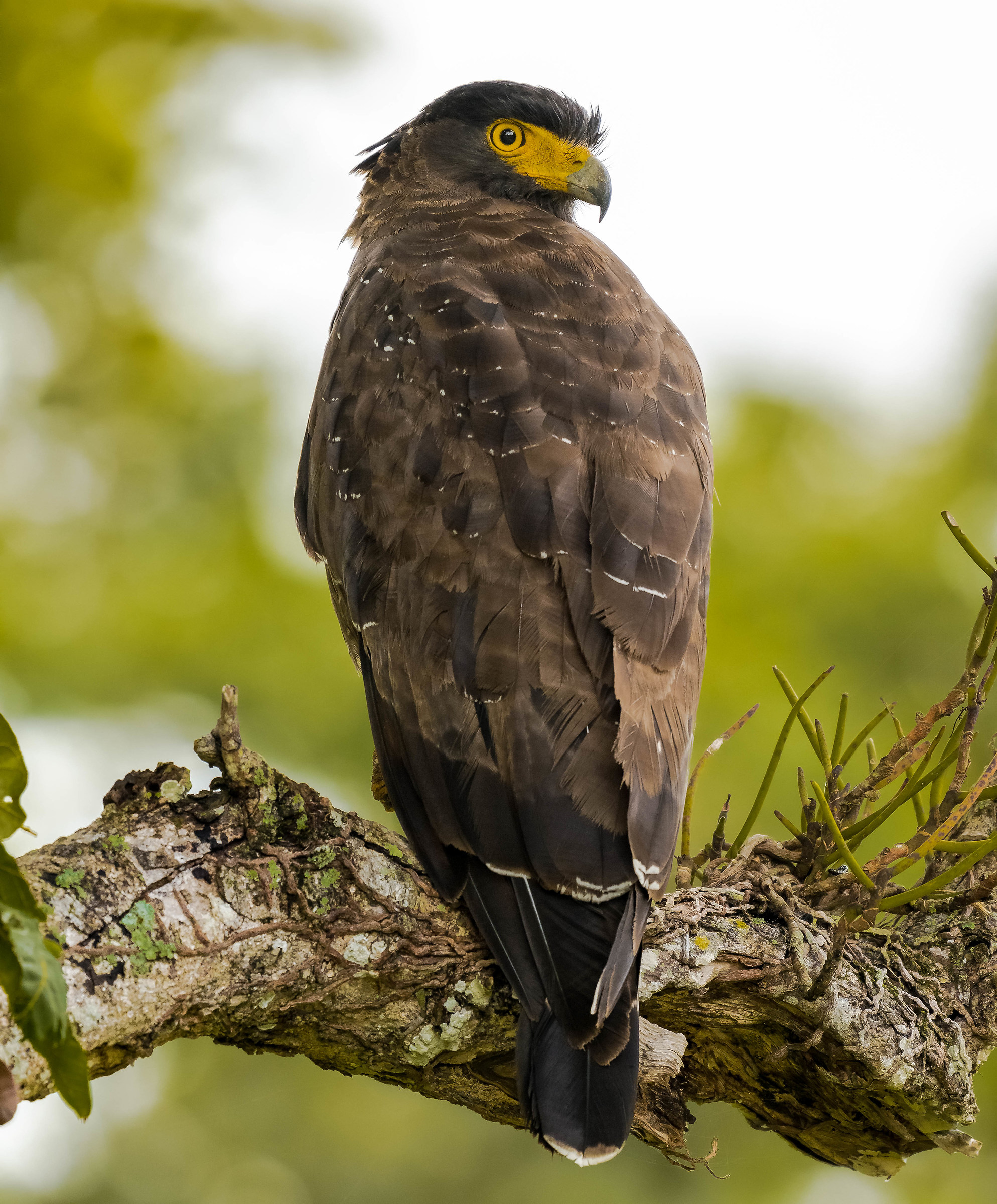 Serpent Eagle