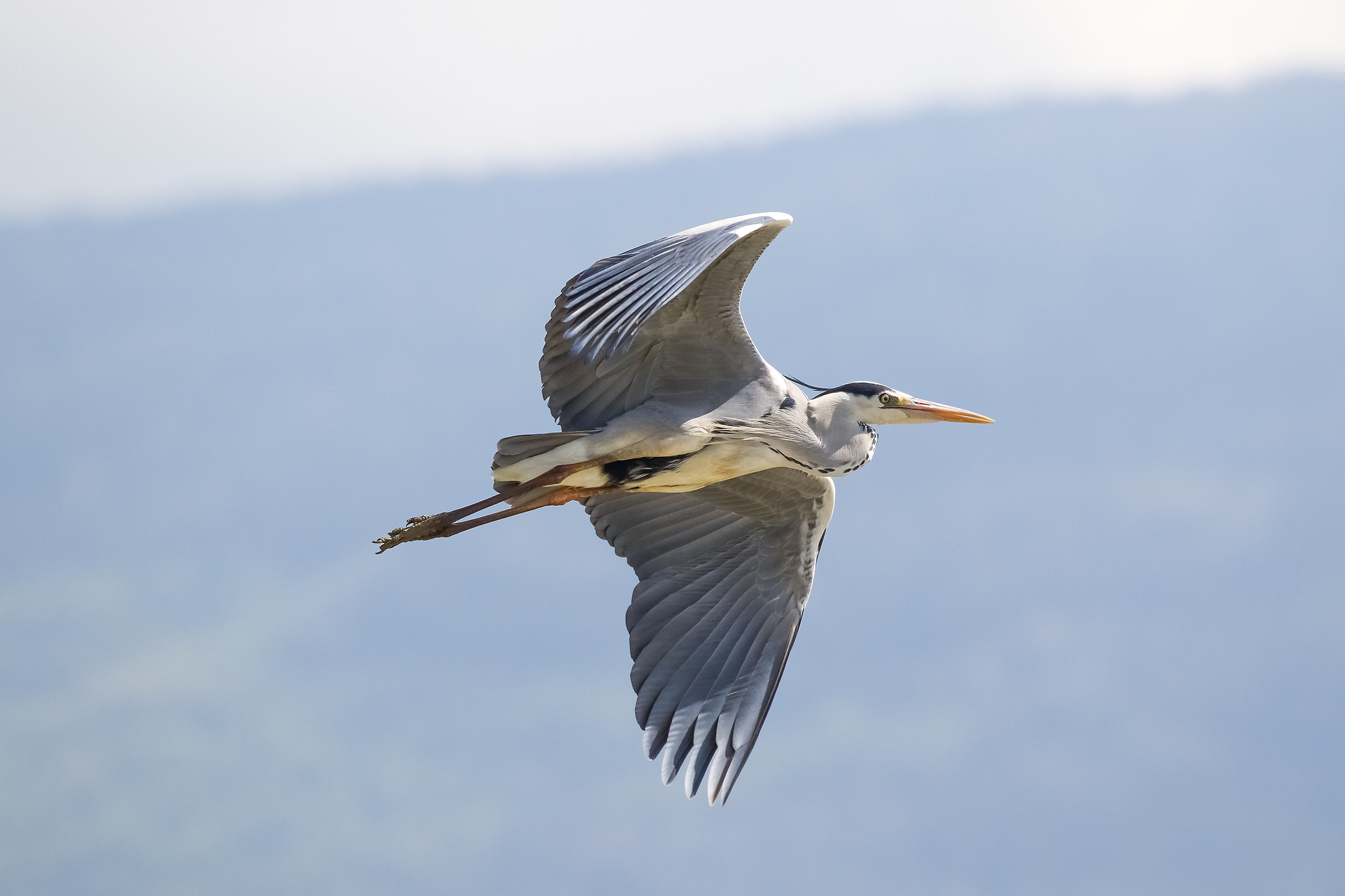 In Flight (Cinderella)