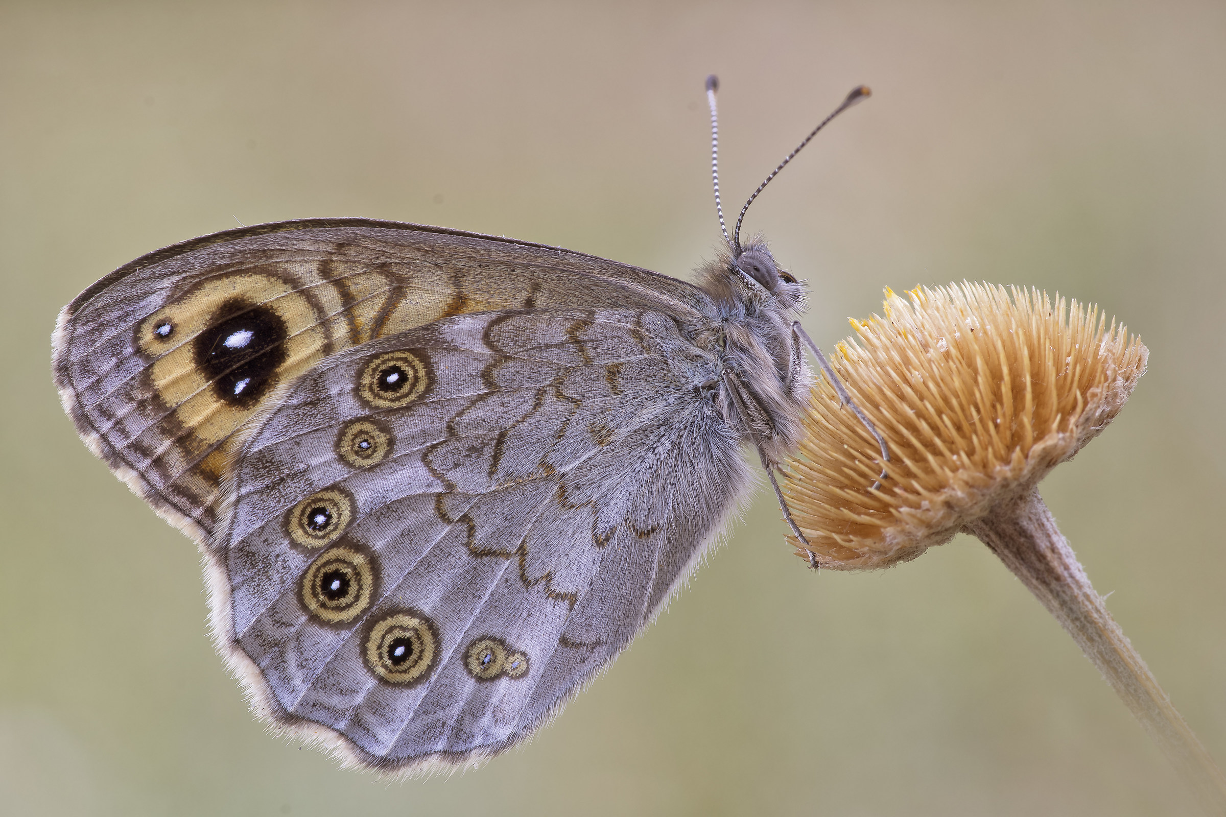 Lasiommata megera (Linnaeus, 1767) - pixelshift