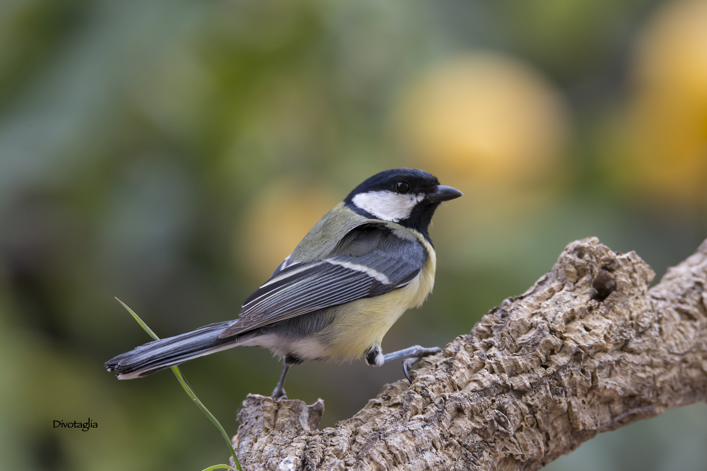 Great Tit