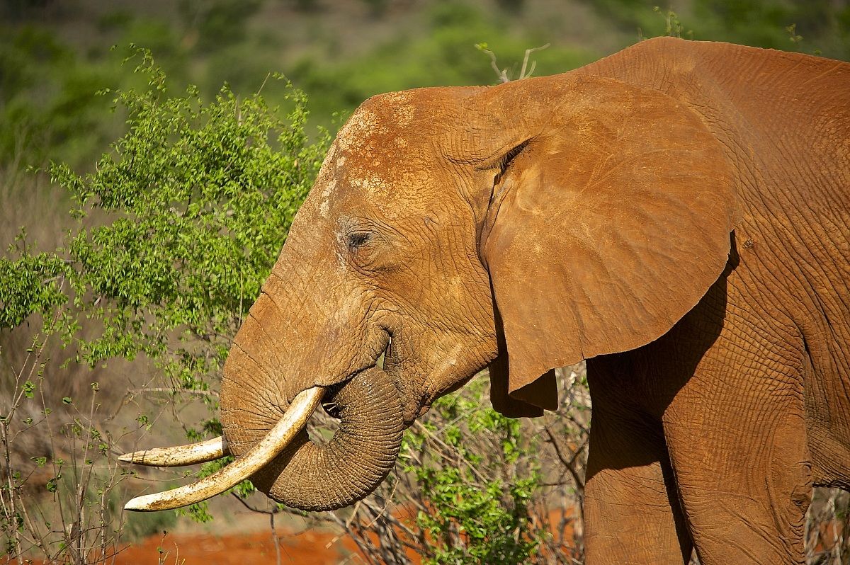 a cena con l'elefante