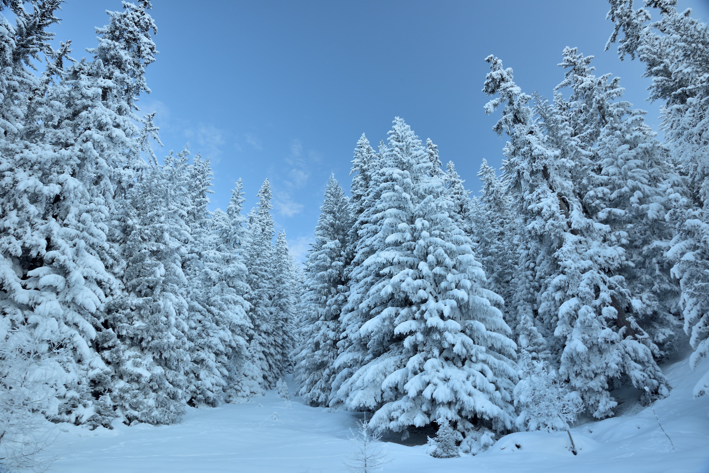 Tracked Challancin-Court de Bard