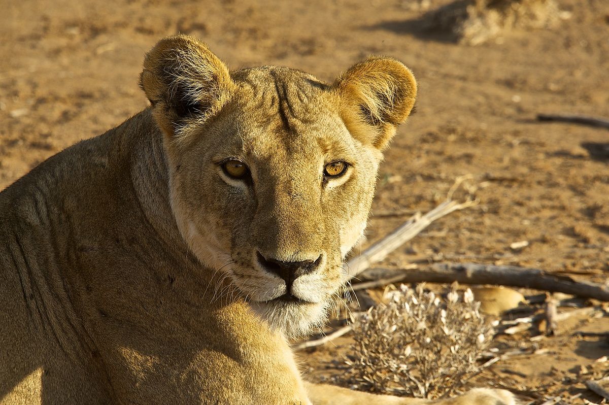la regina pensierosa