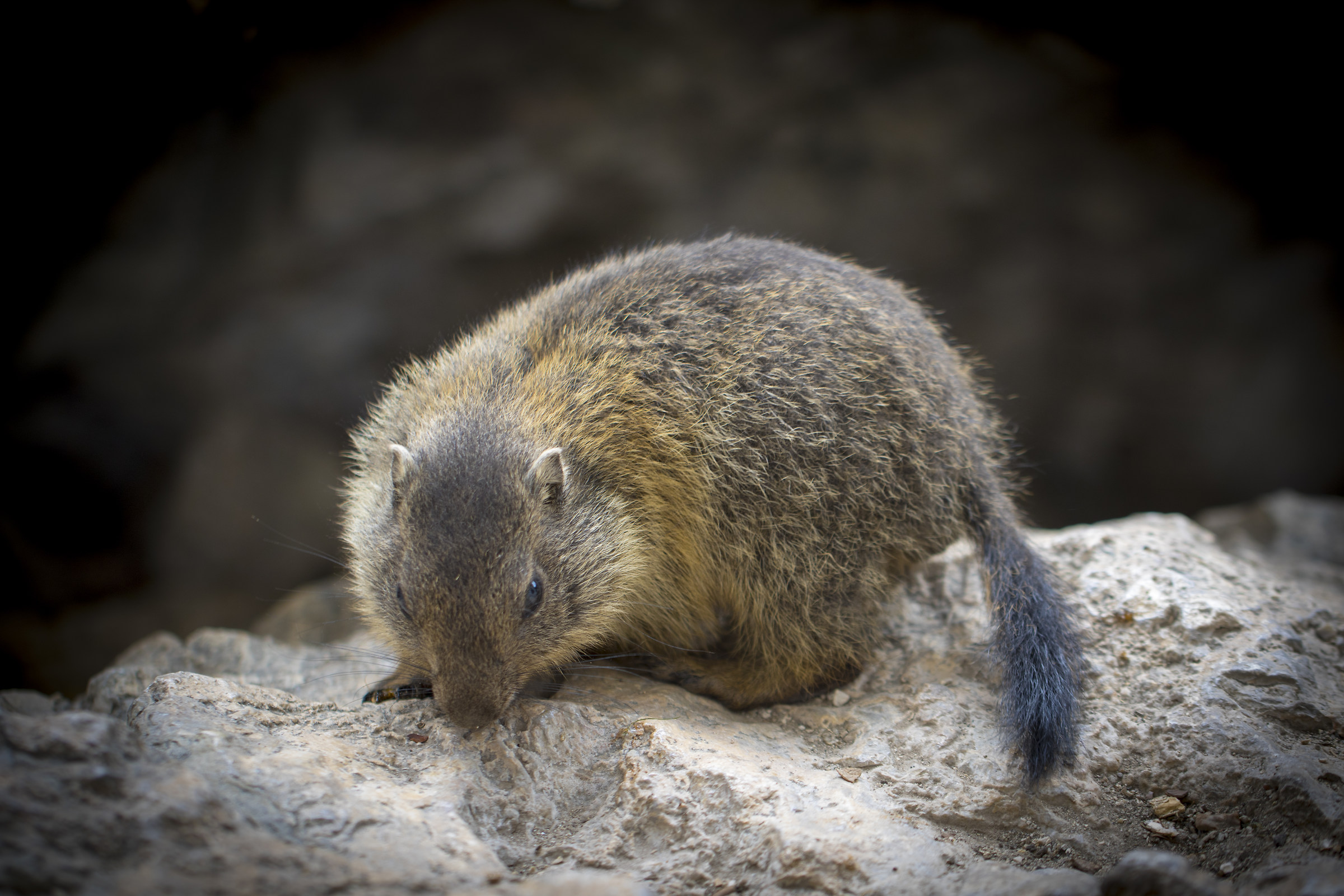 Marmot