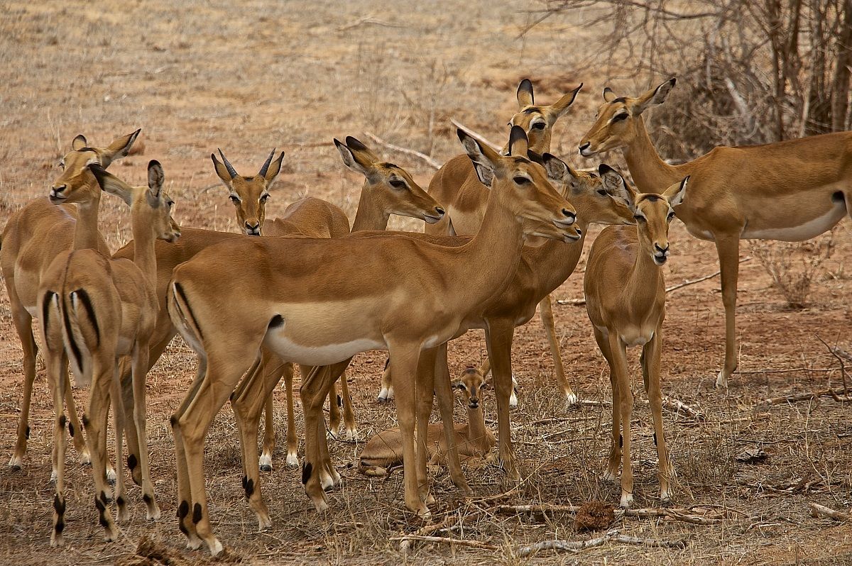 tutti a protezione del piccolo
