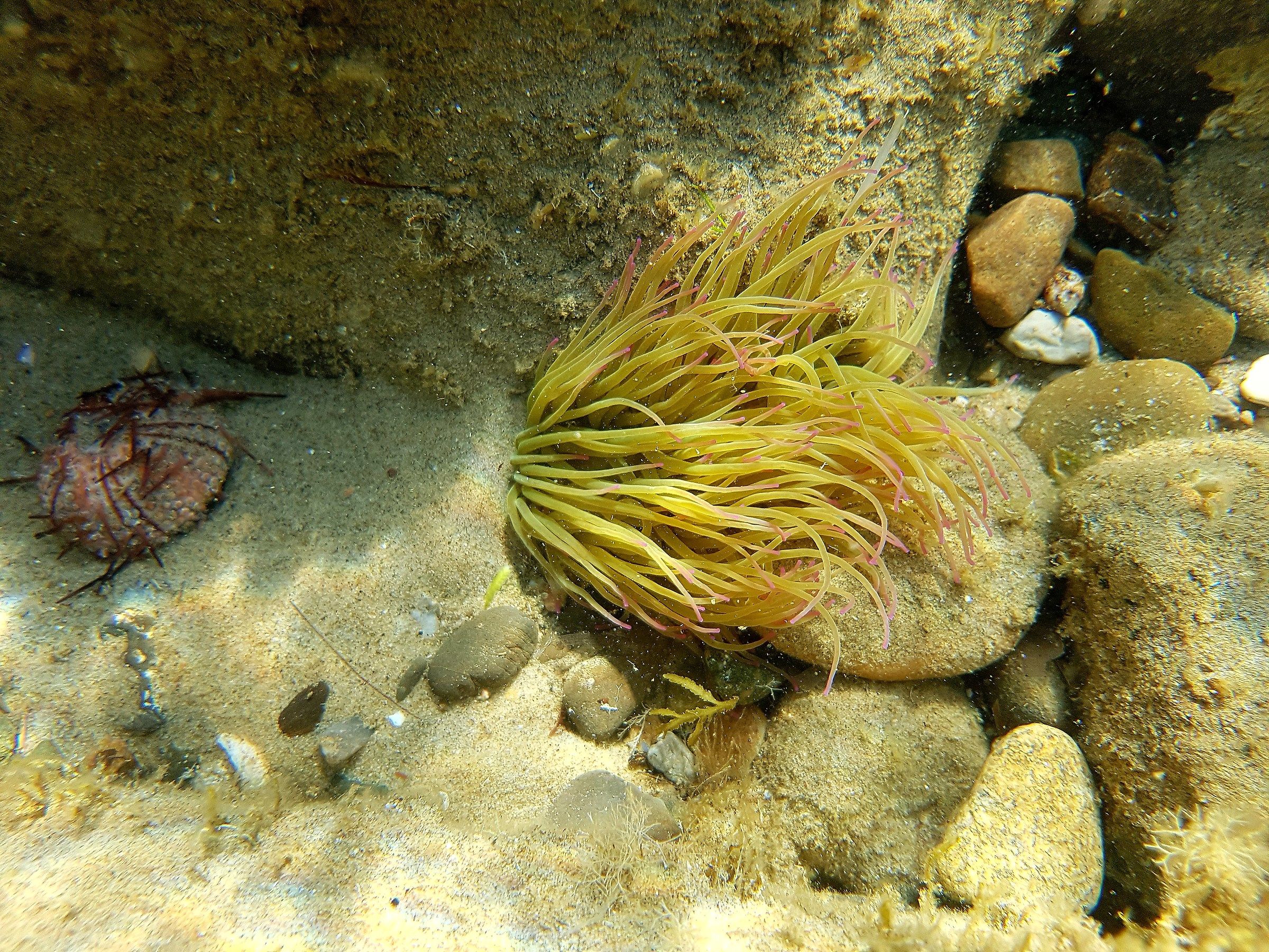 Anemonia viridis