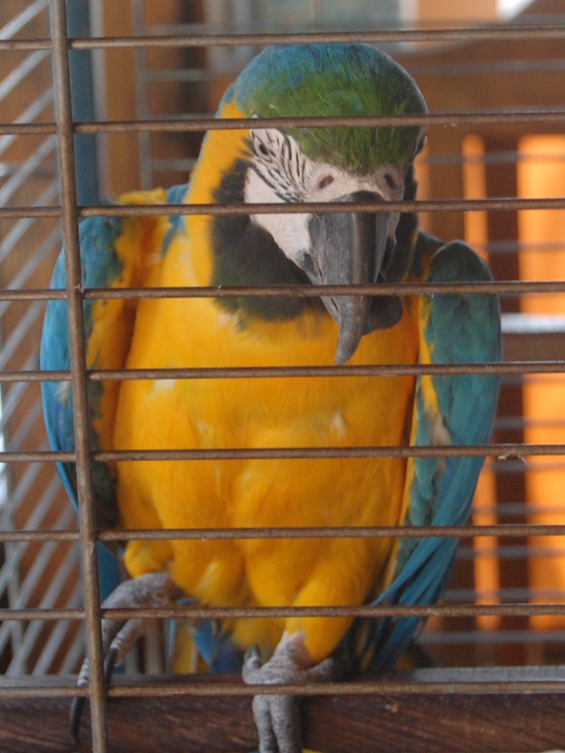 Il pappagallo più conosciuto di Messina.-