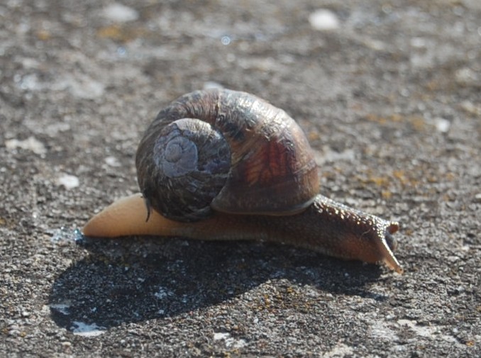 Lumaca polesana - Sacca di Scardovari (ro)