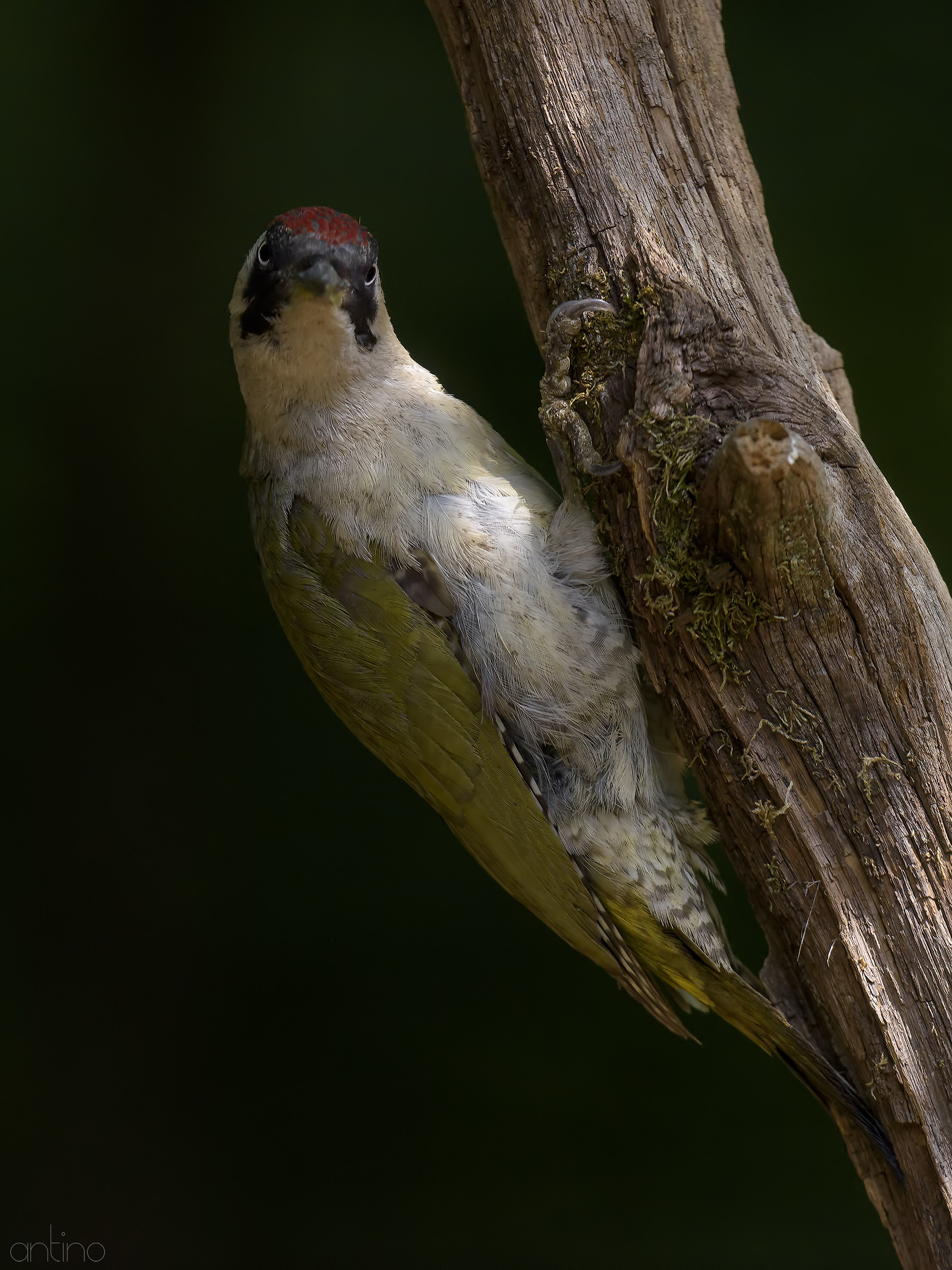 Gli occhi del picchio verde