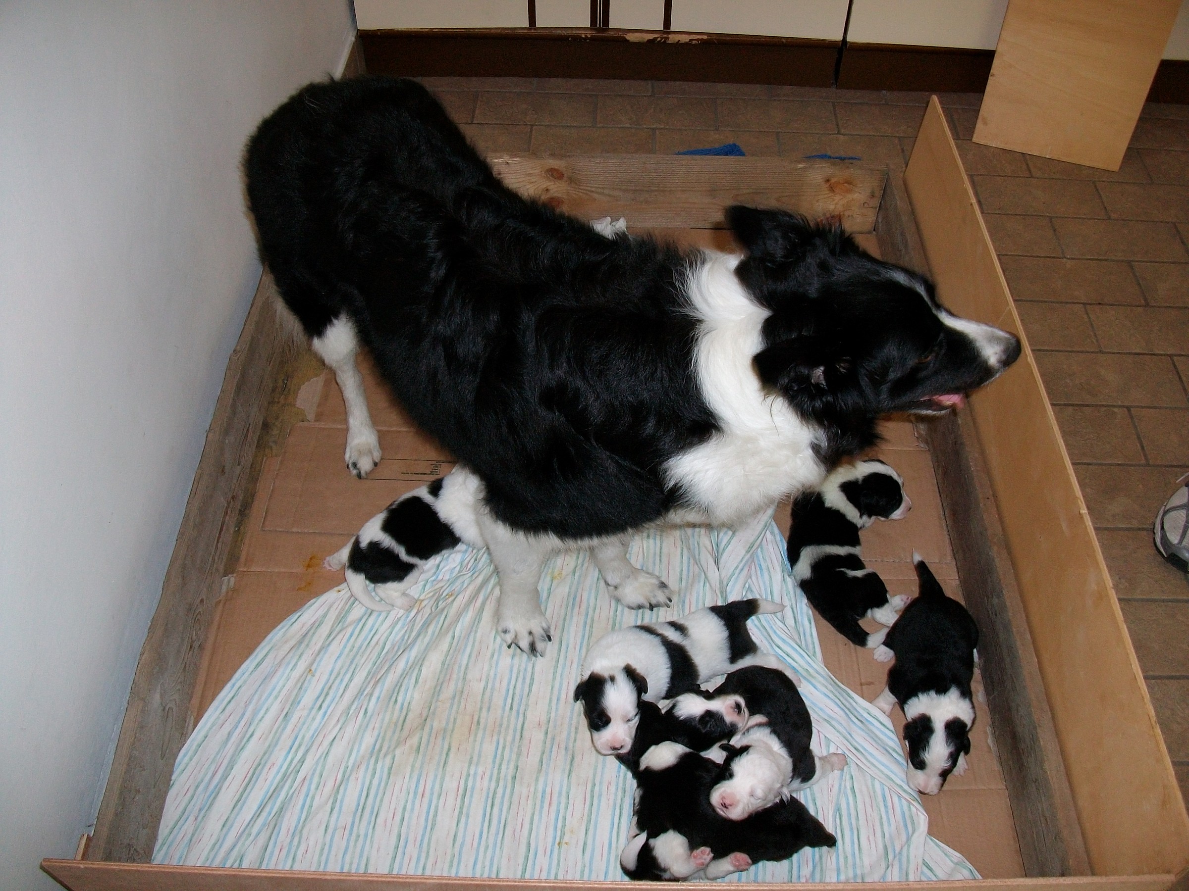 La cucciolata - Porto Tolle (ro)