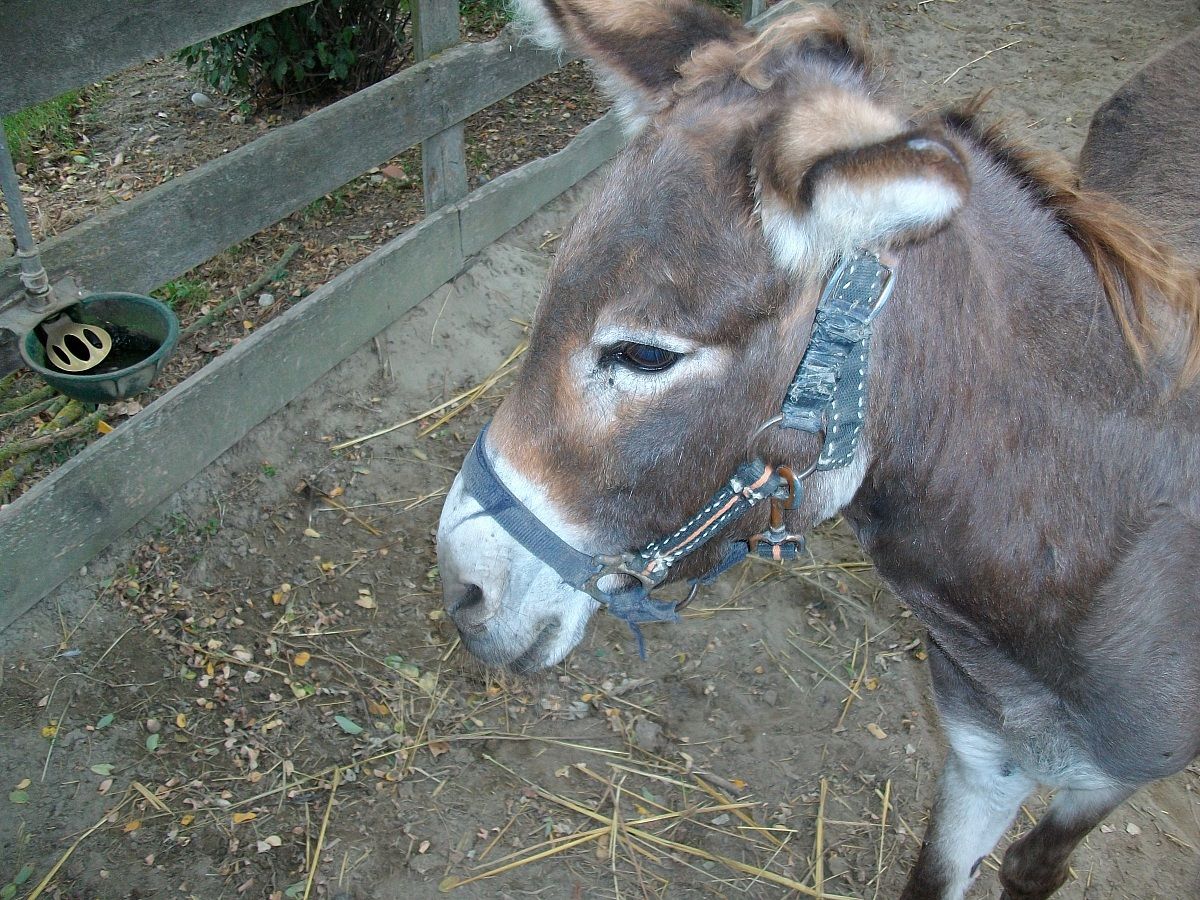 Asino - Cà Venier di Porto Tolle (ro)