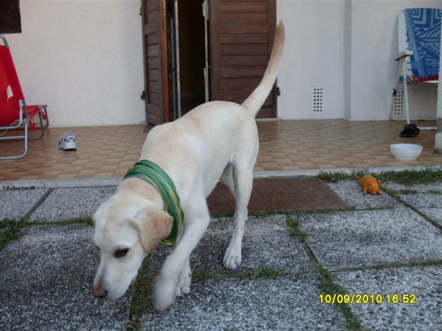 Labrador - Adria (ro)