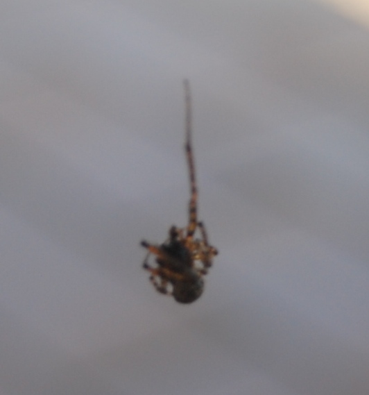 Ragno a riposo - Porto Tolle (ro)