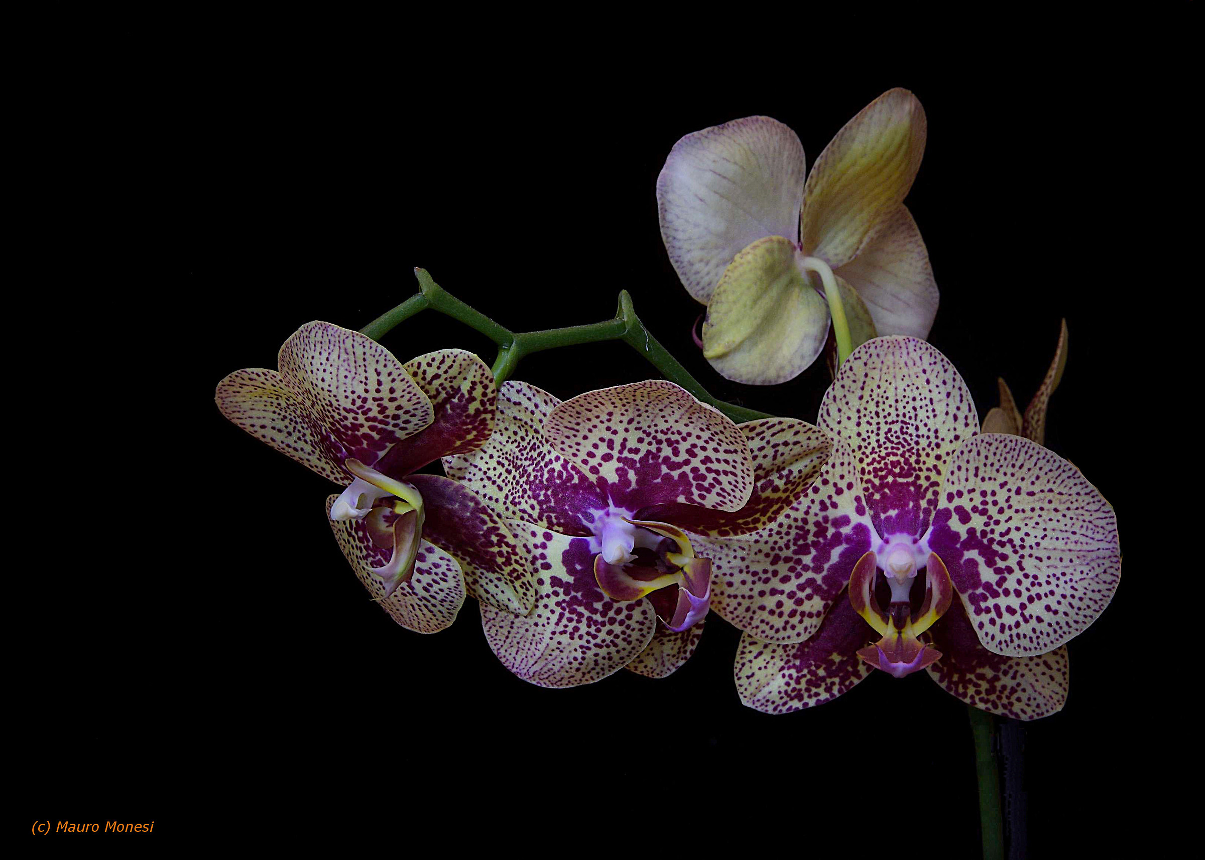 Orchid of her friend Norma