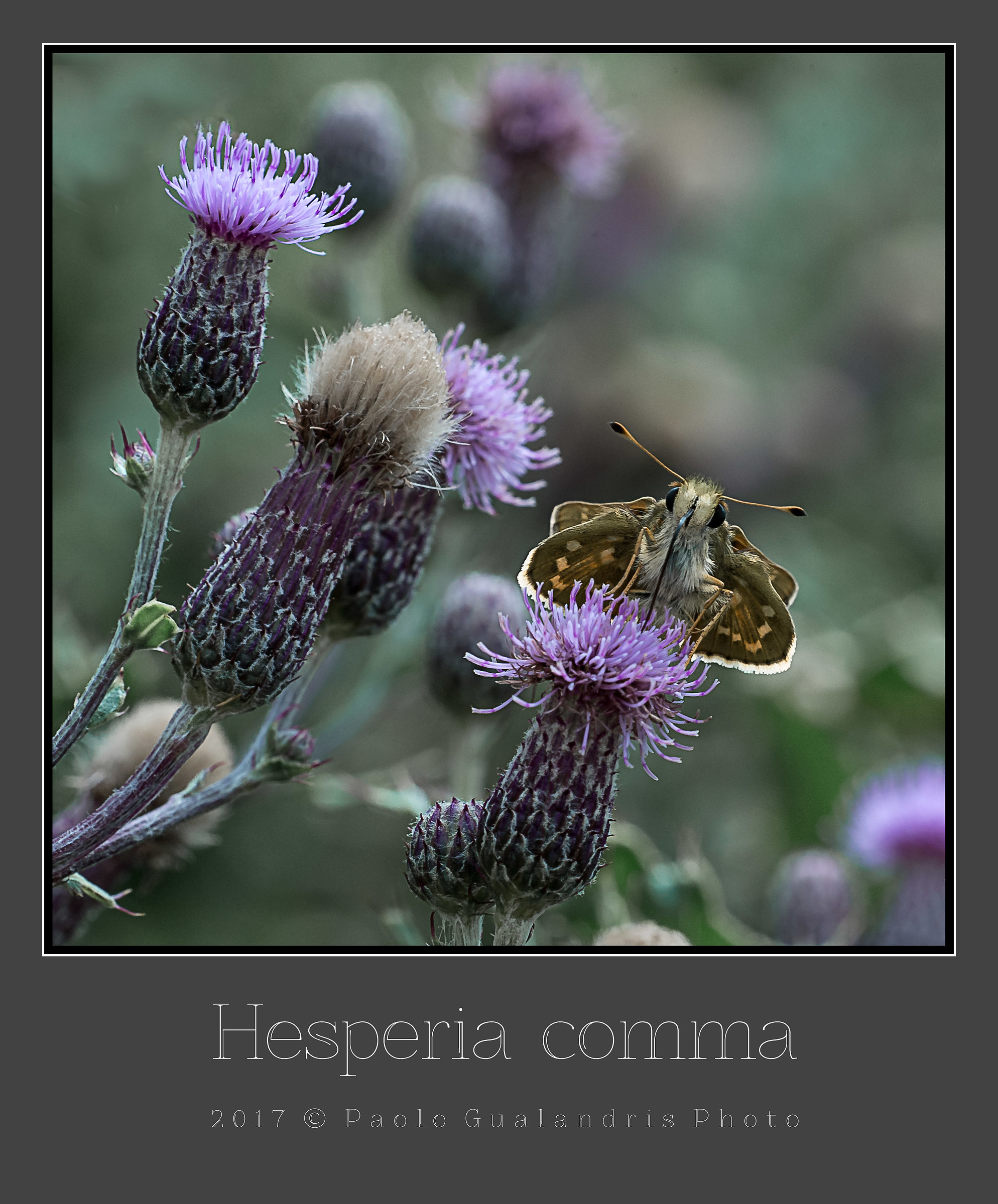 Hesperia comma