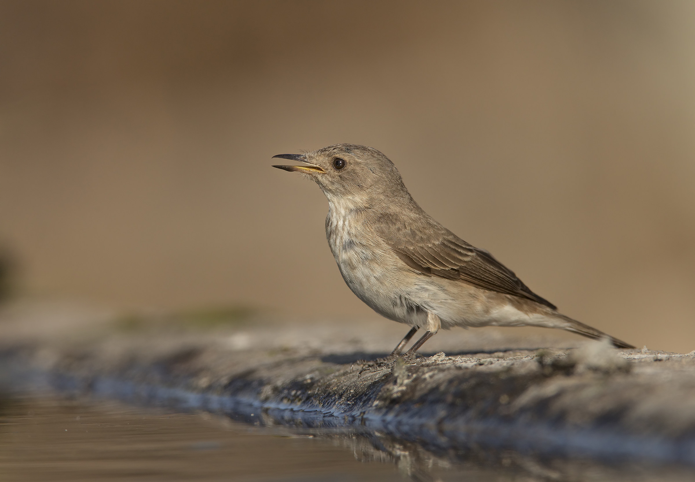 chiedo aiuto per la classificazione....