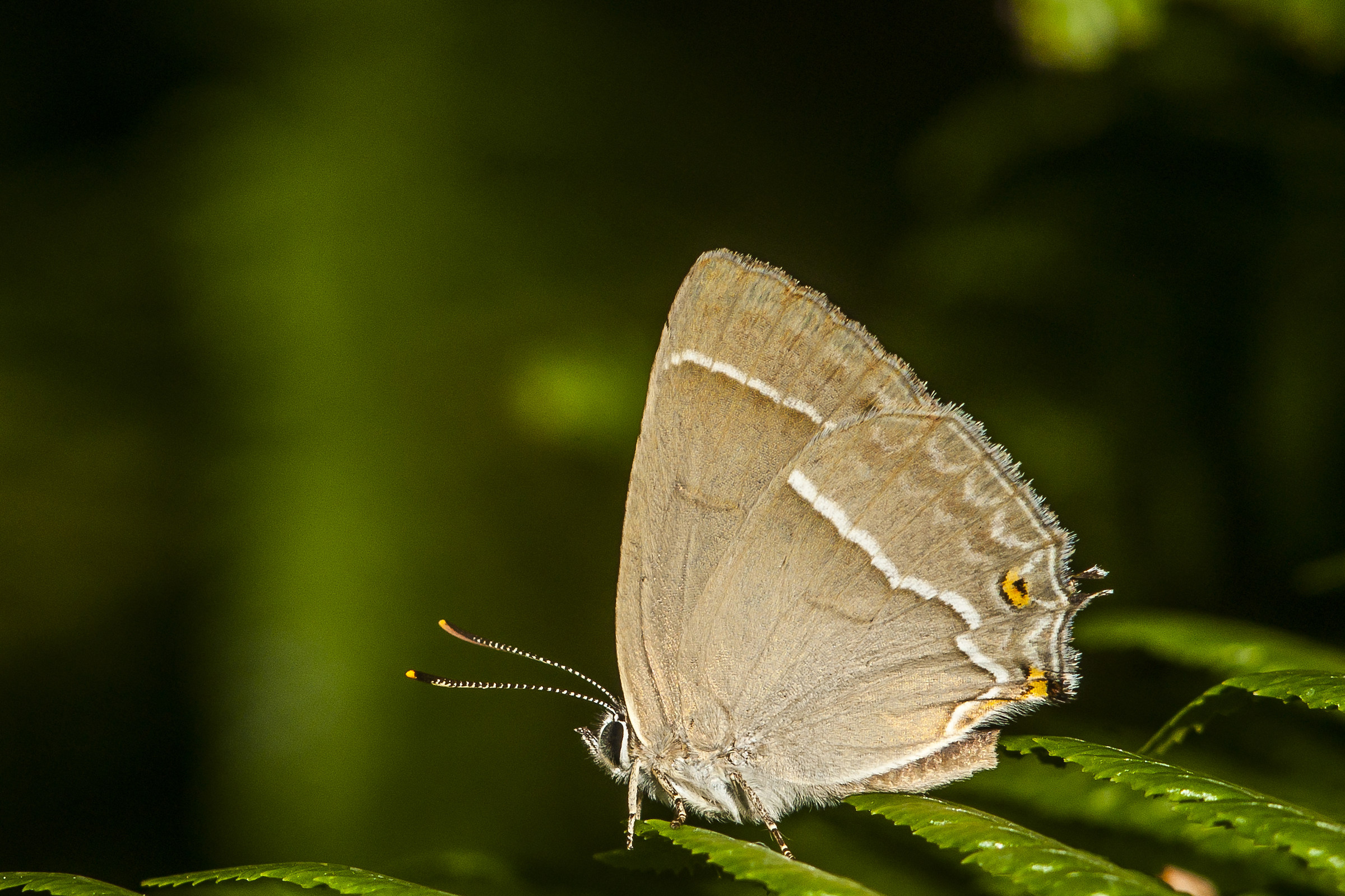 Satyrium spini
