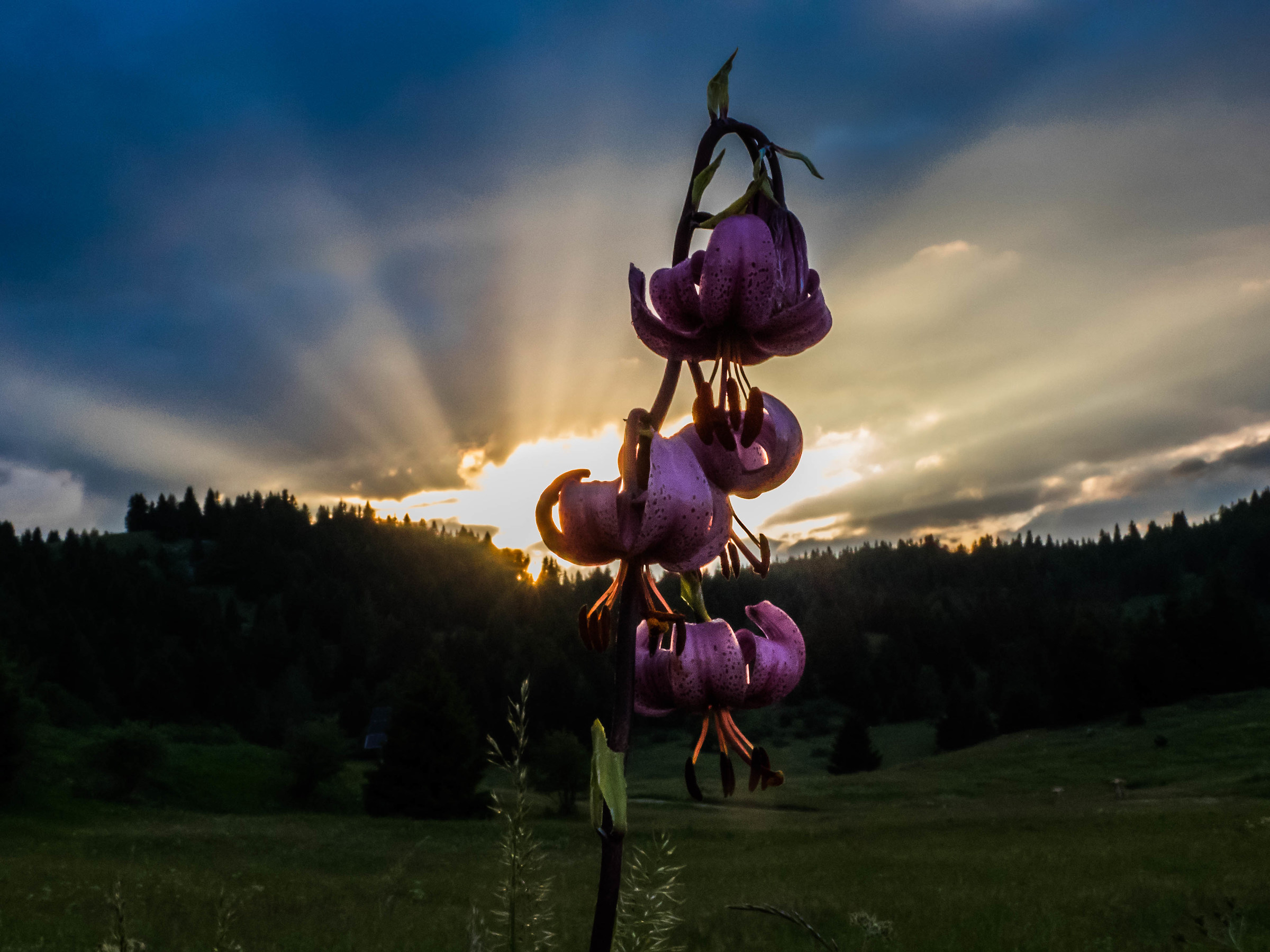 Lily Martagone at sunset