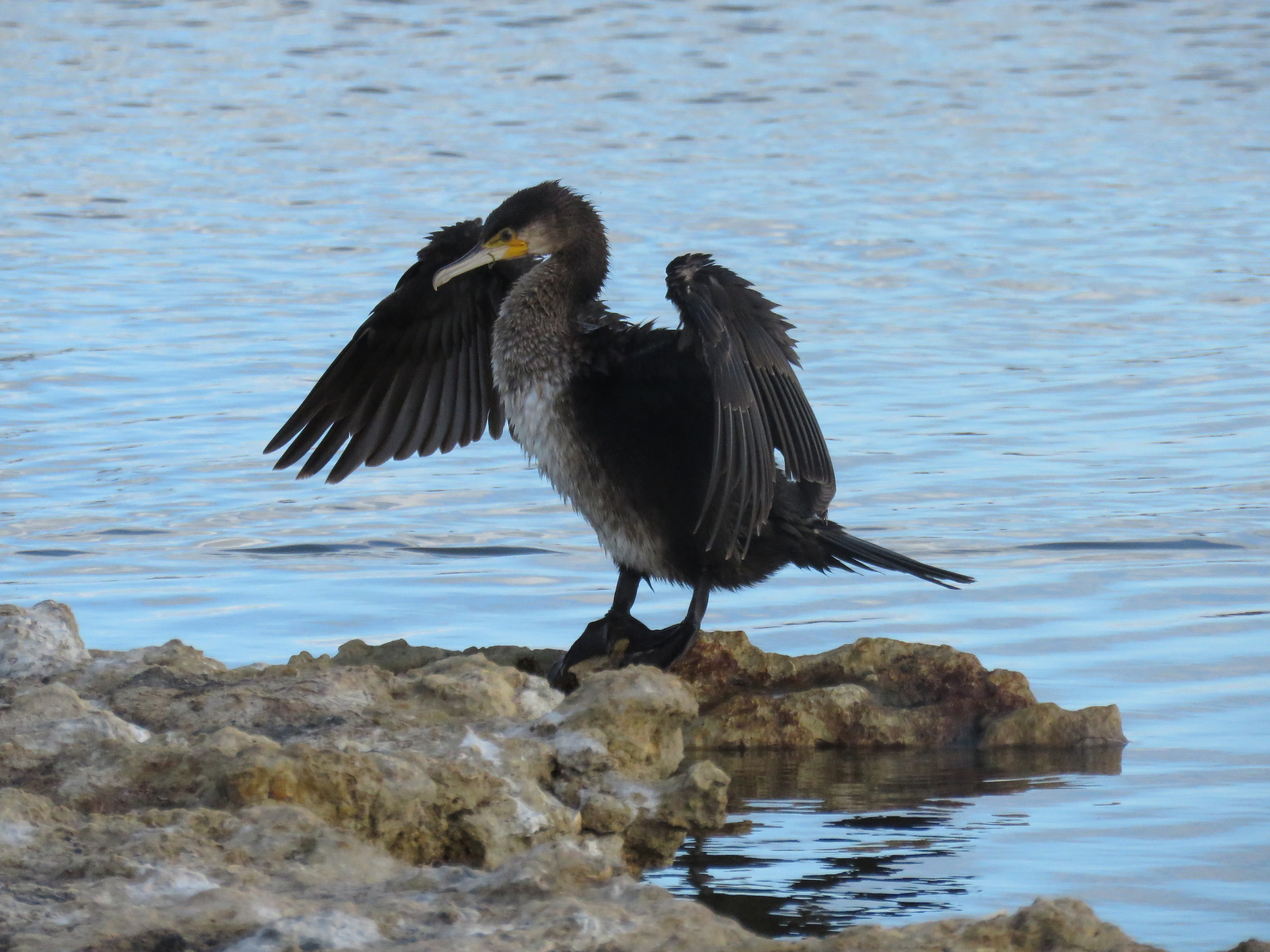 Cormorant