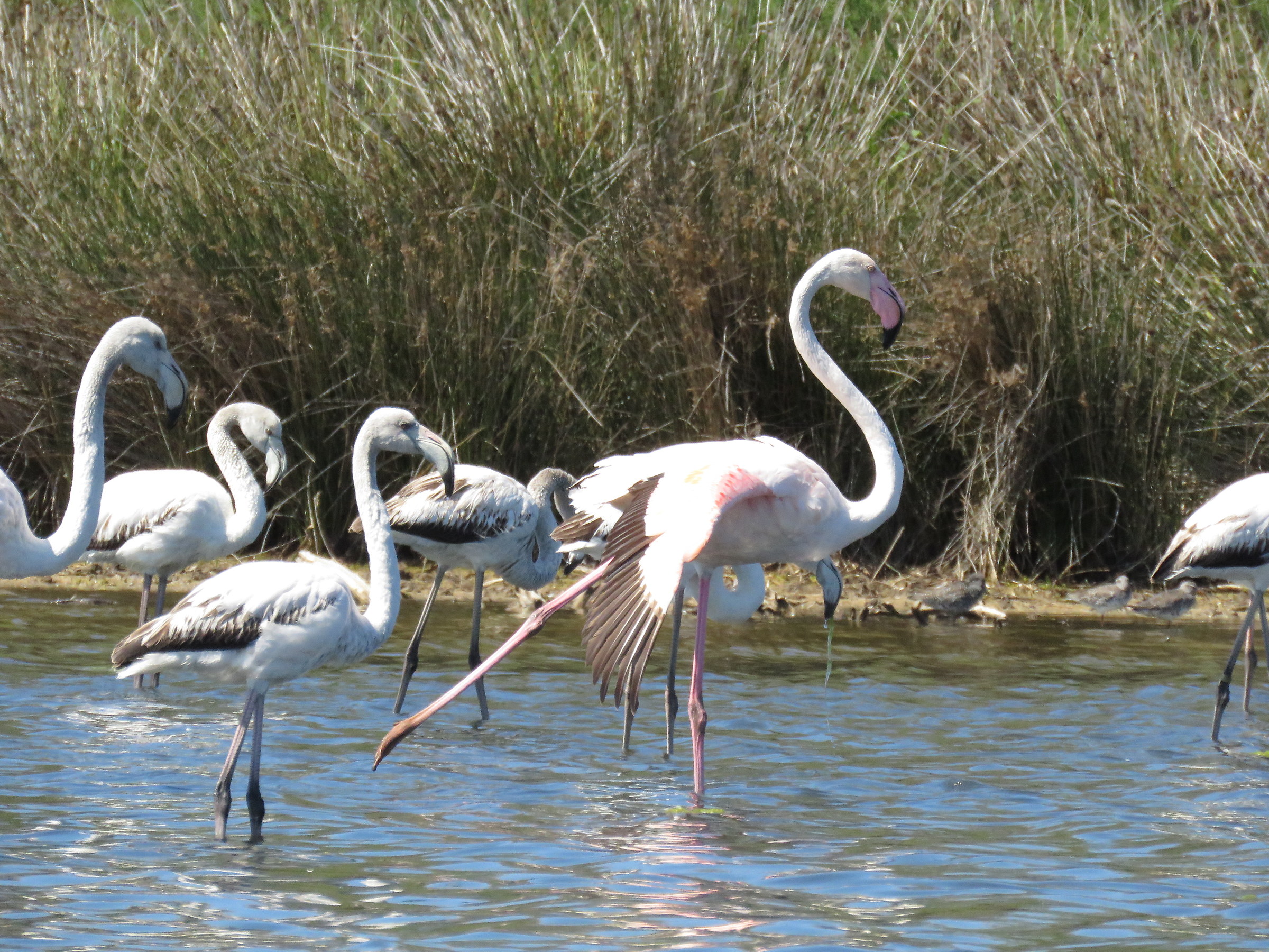 Harmonious flamingo ...