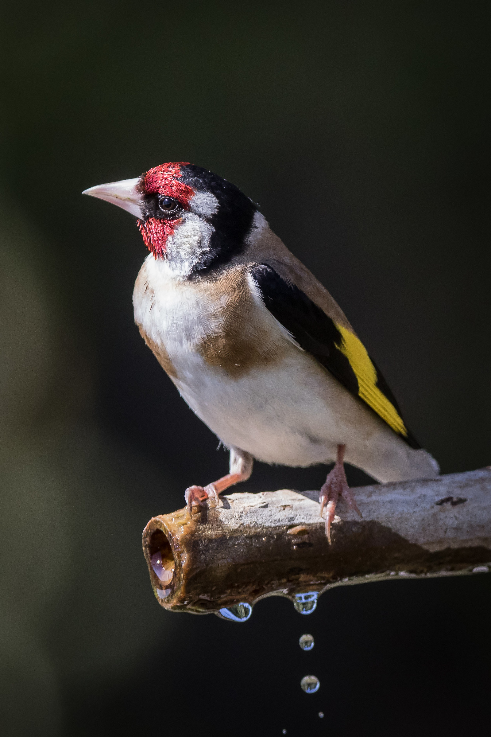 Goldfinch