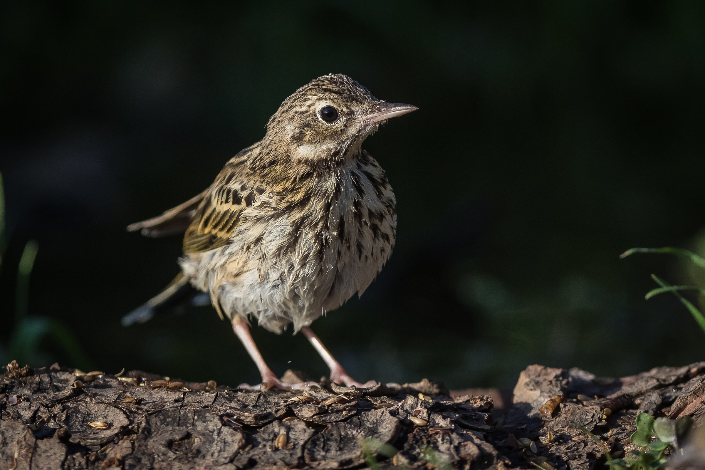 Tree Pipit