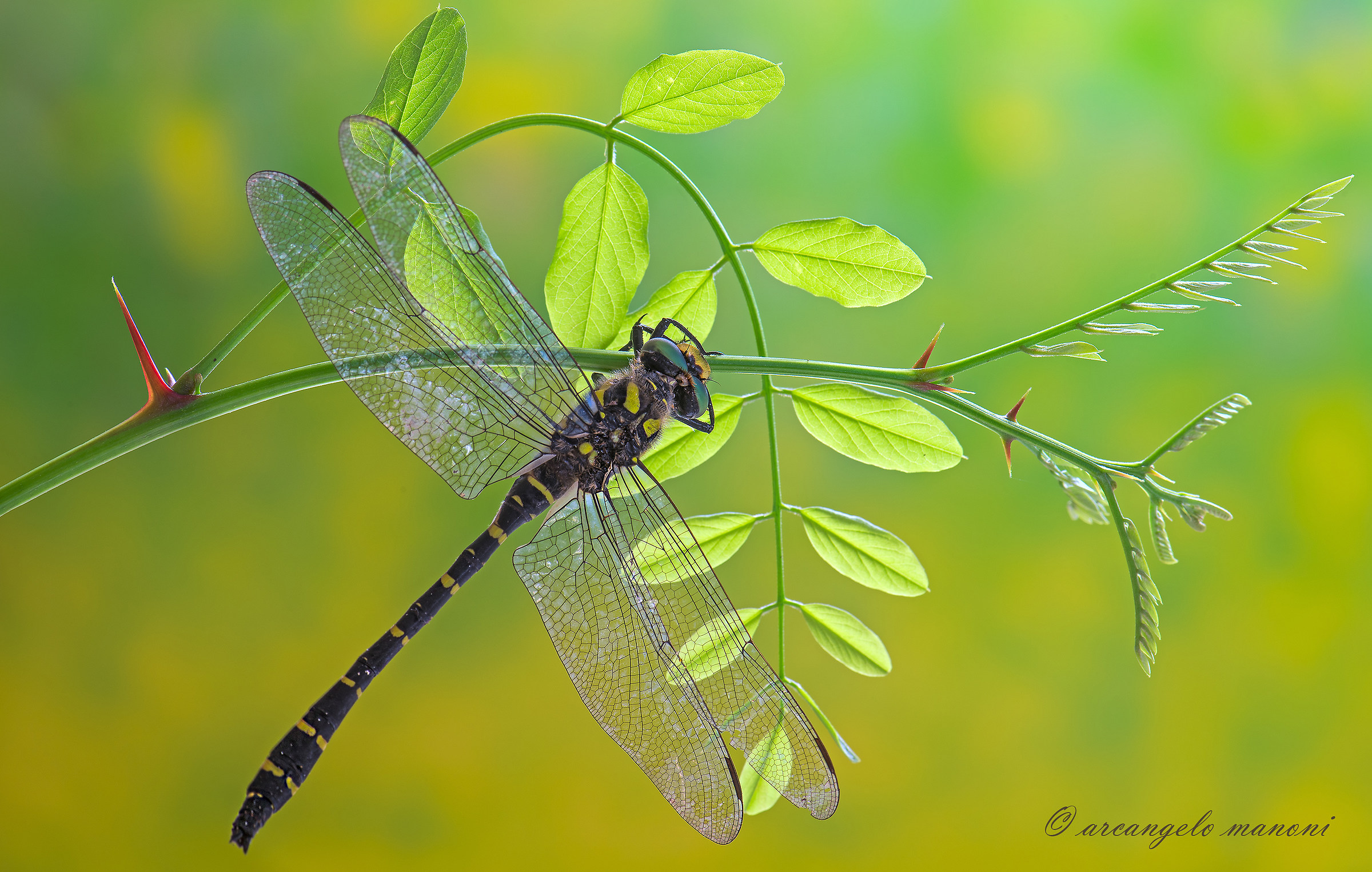 Il riposo del grande volatore