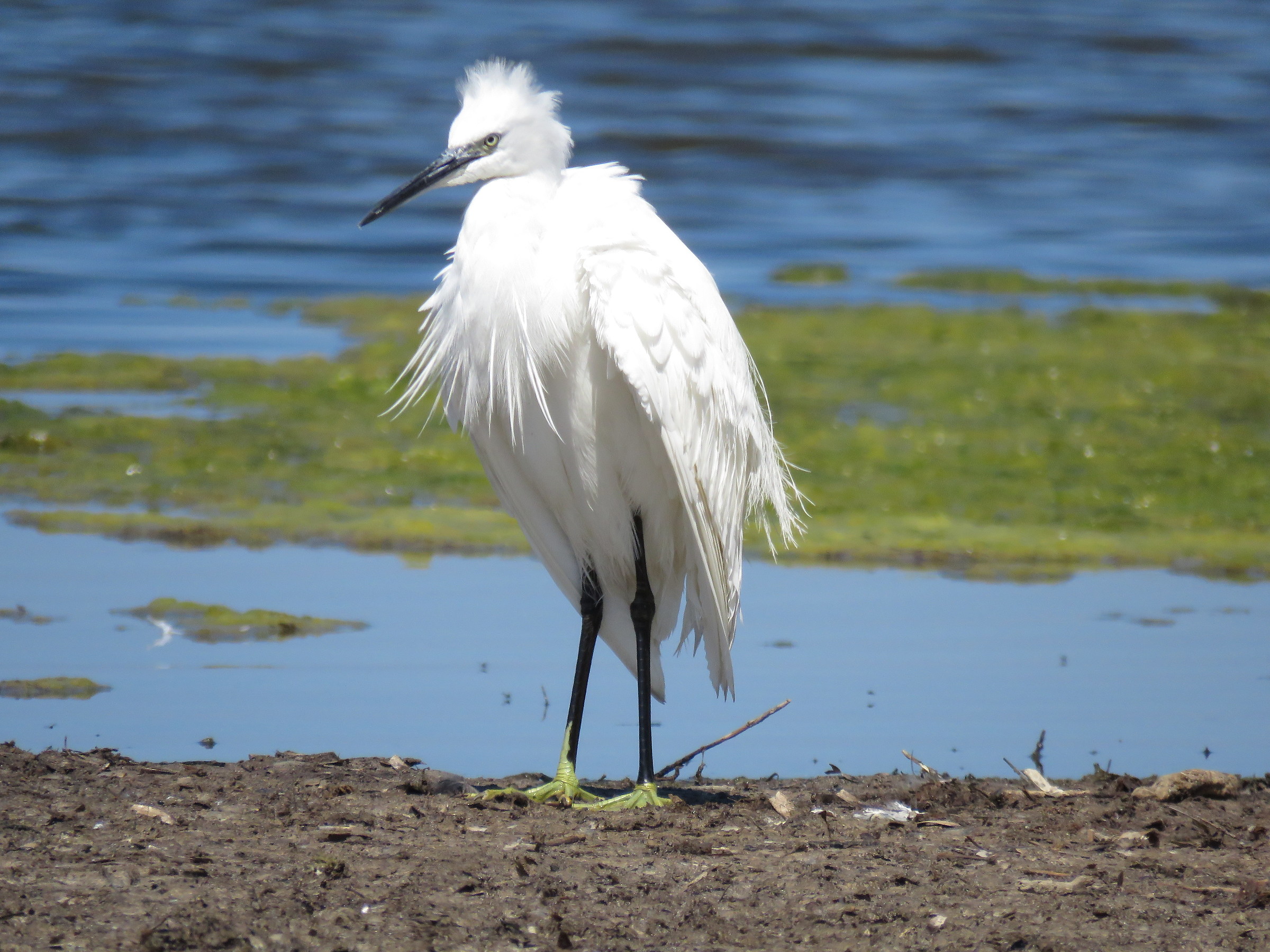 Egret