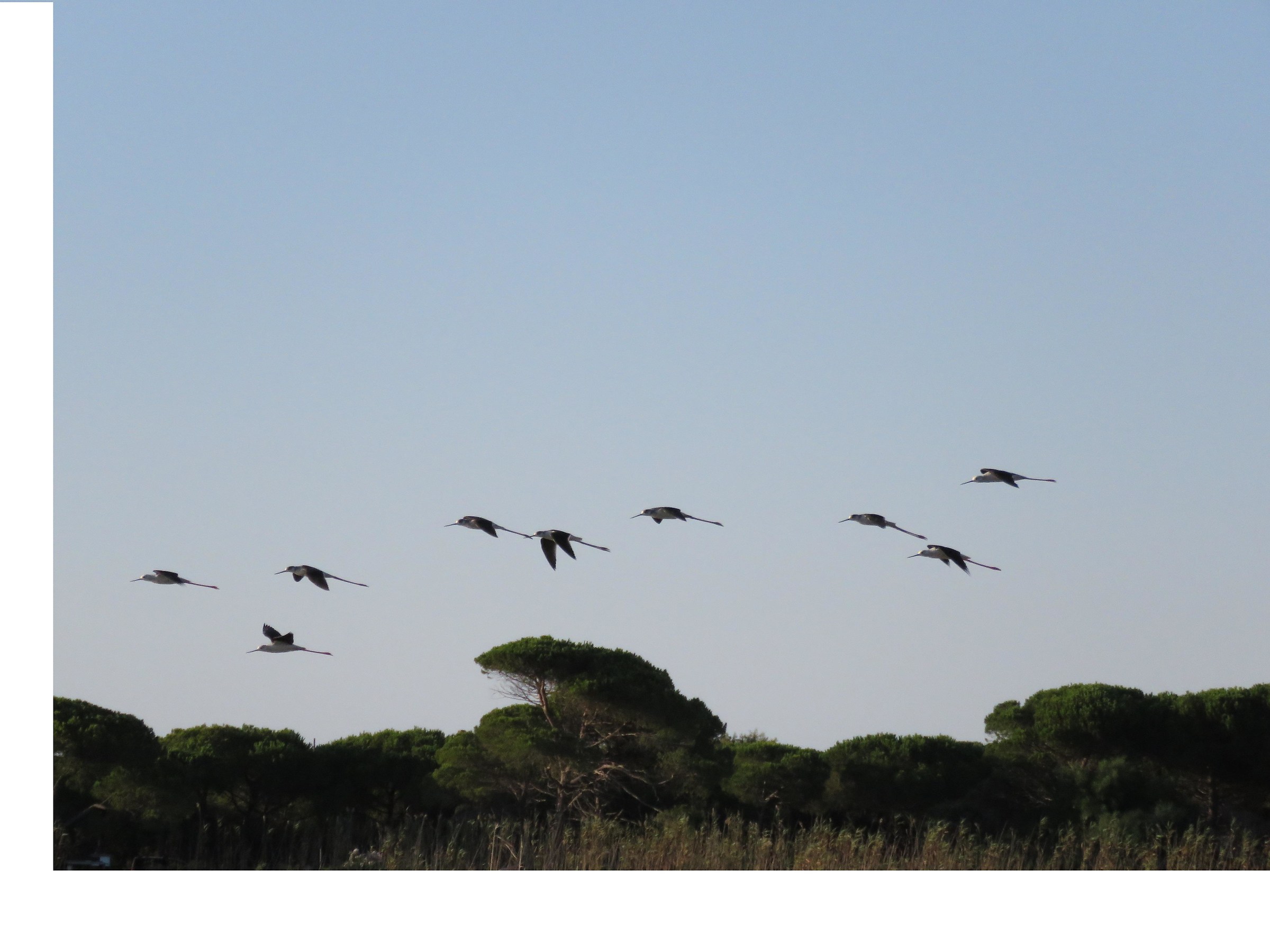 Knights in formation towards sunset