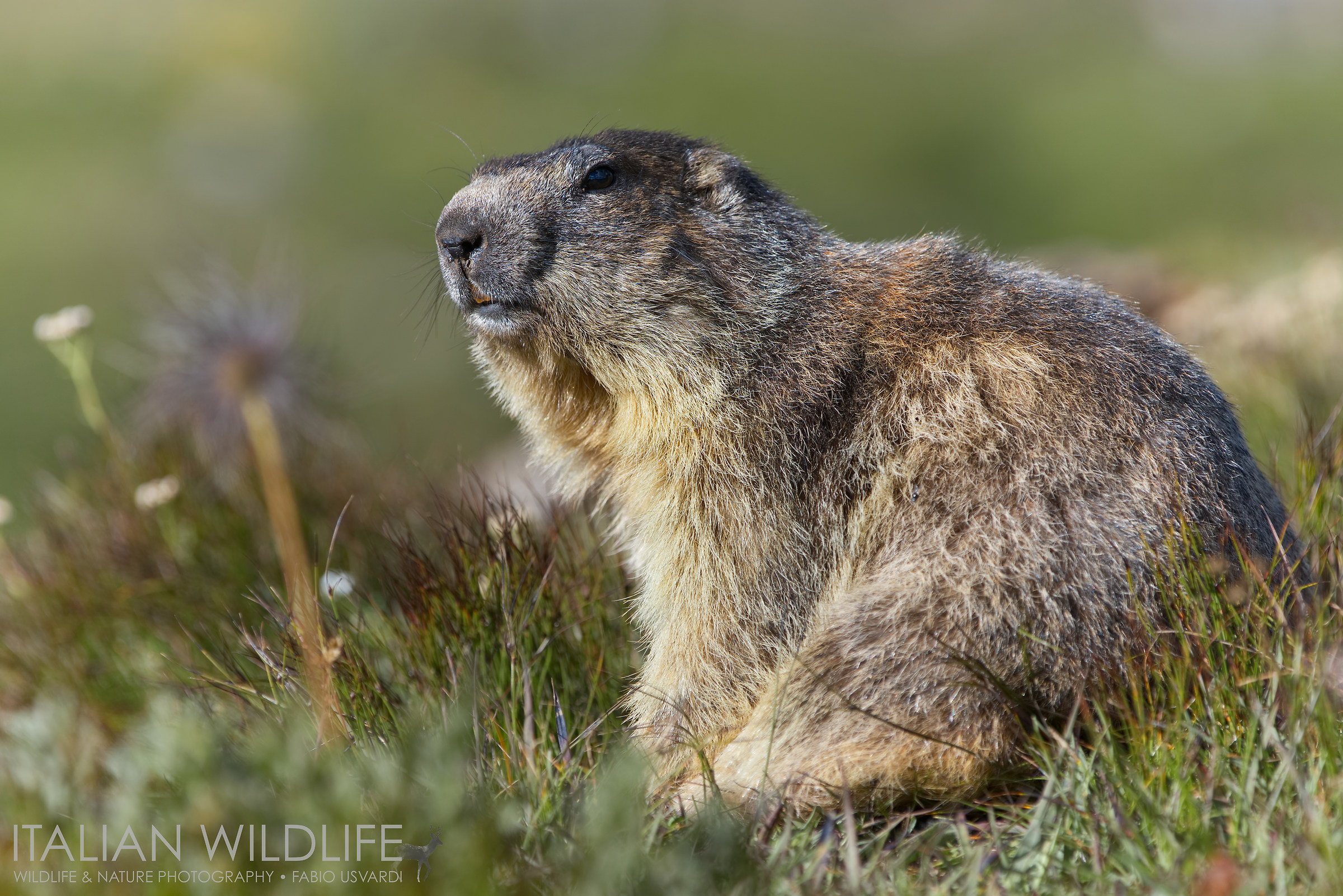 Marble marmot (Marmotta alpina)