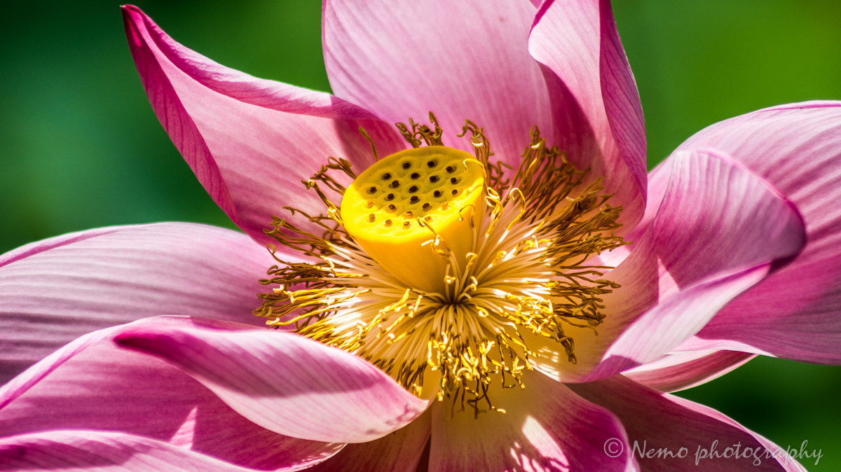 Caribbean water lily