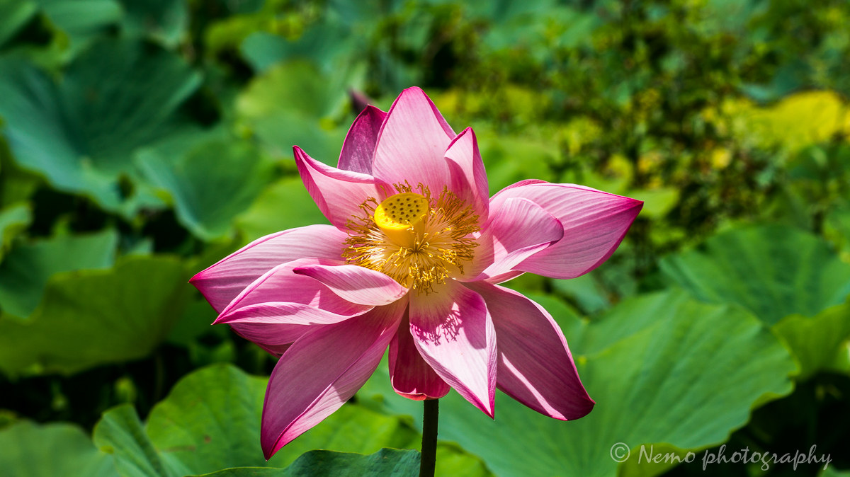 Caribbean water lily
