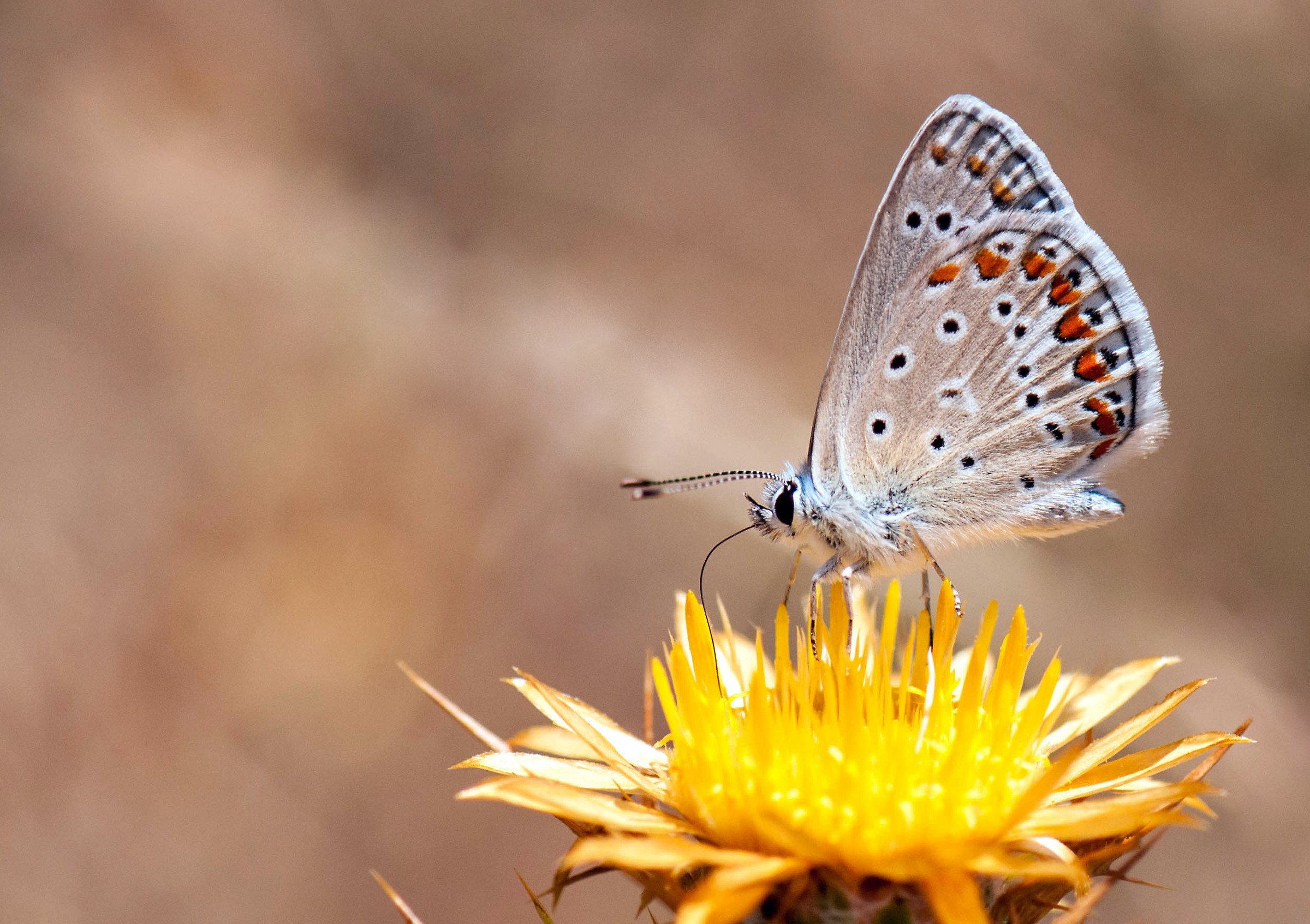 Polyommatus Icarus