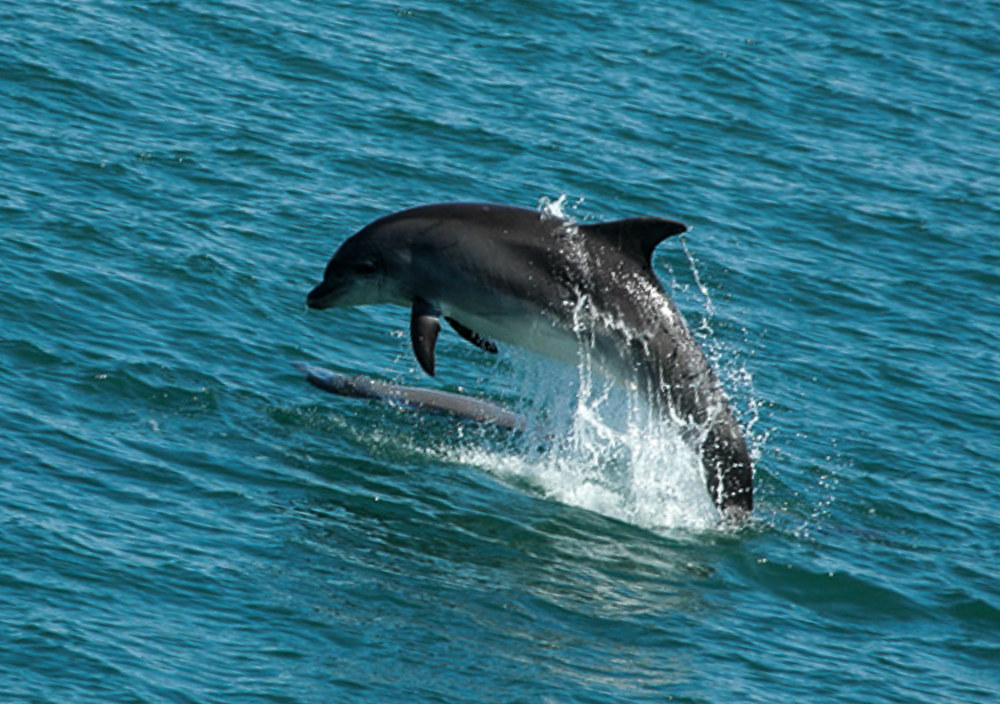 Dolphin formentera