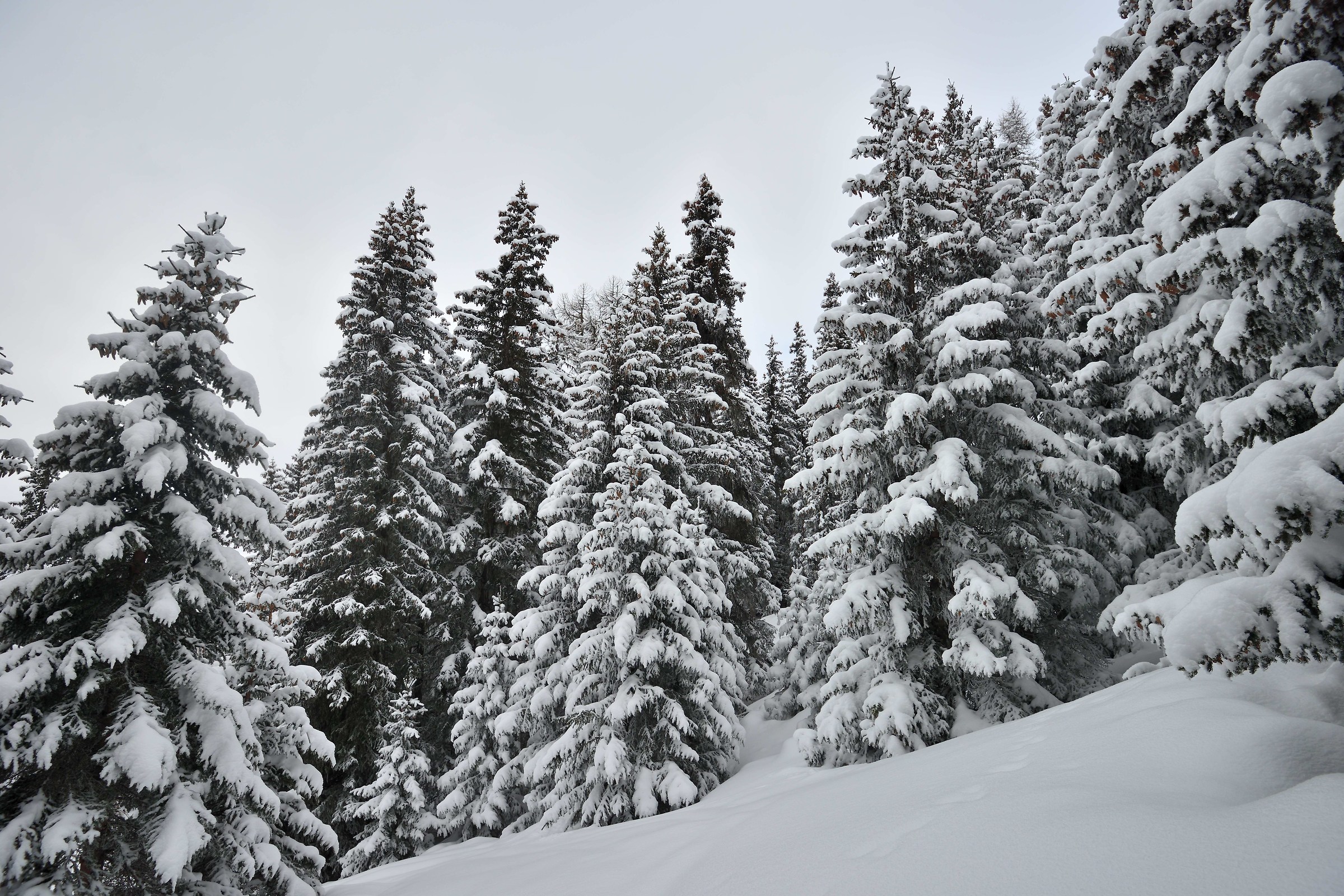 Tracked Challancin-Court de Bard