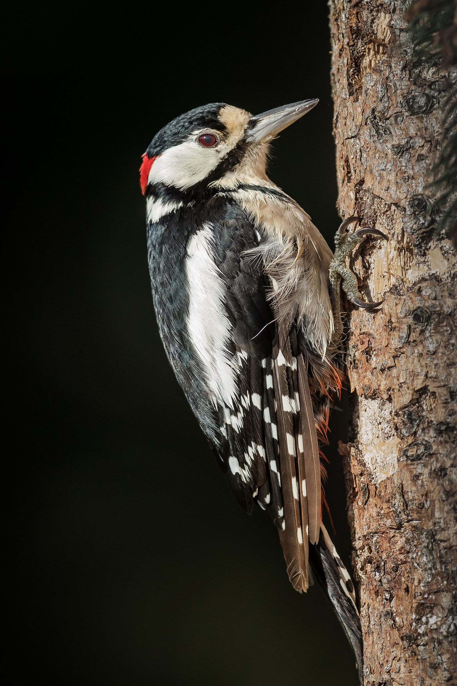 Big red woodpecker
