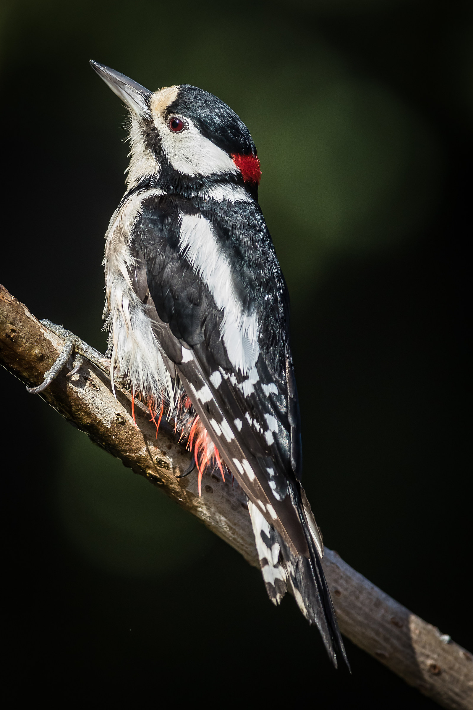 Big red woodpecker