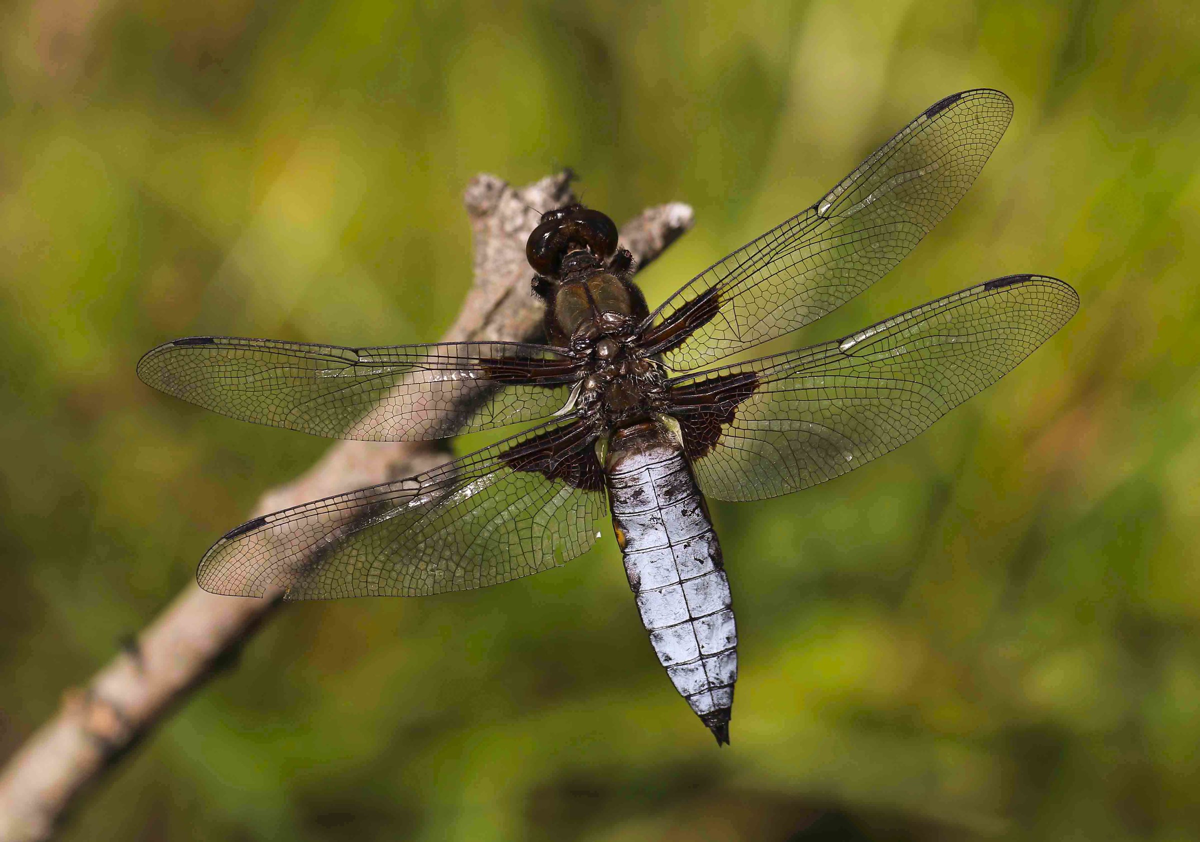 libellula