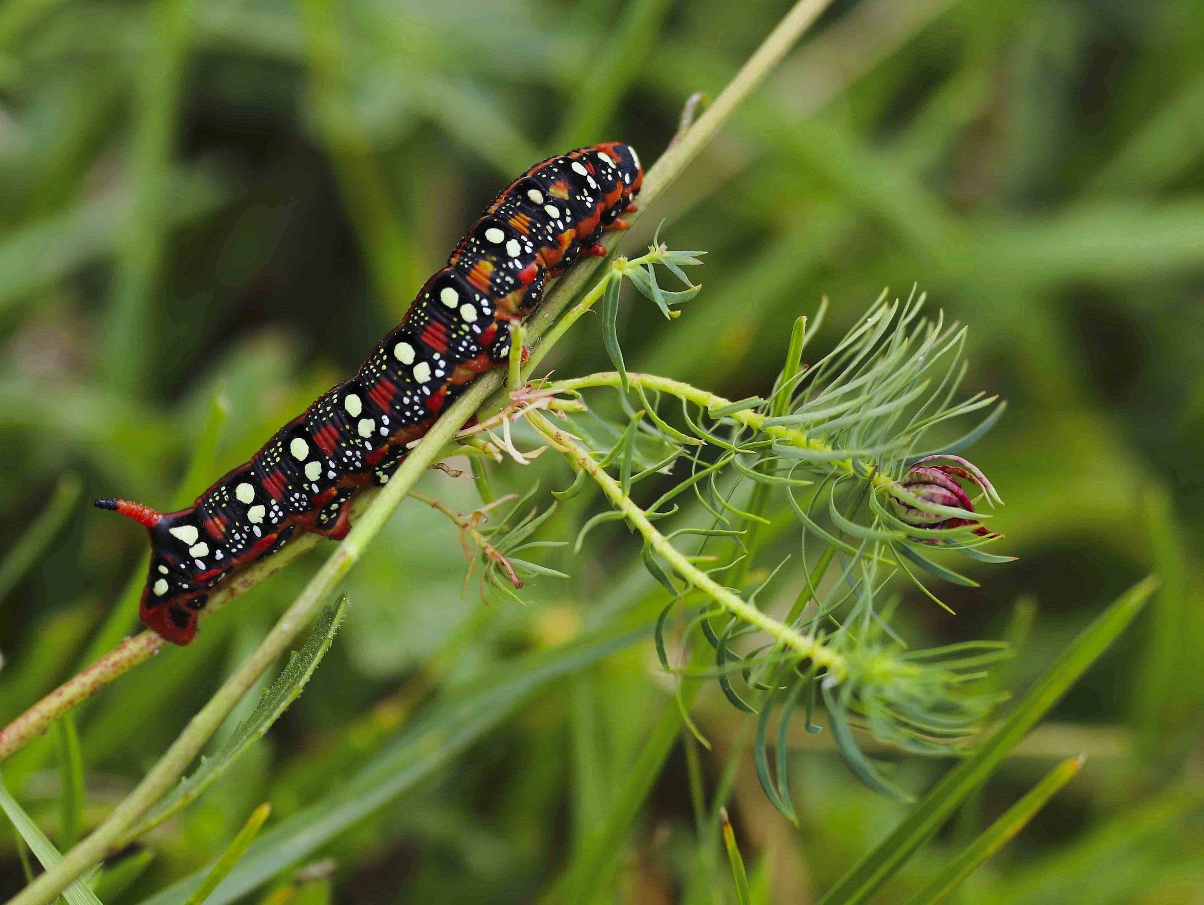 Bruco di farfalla diurna