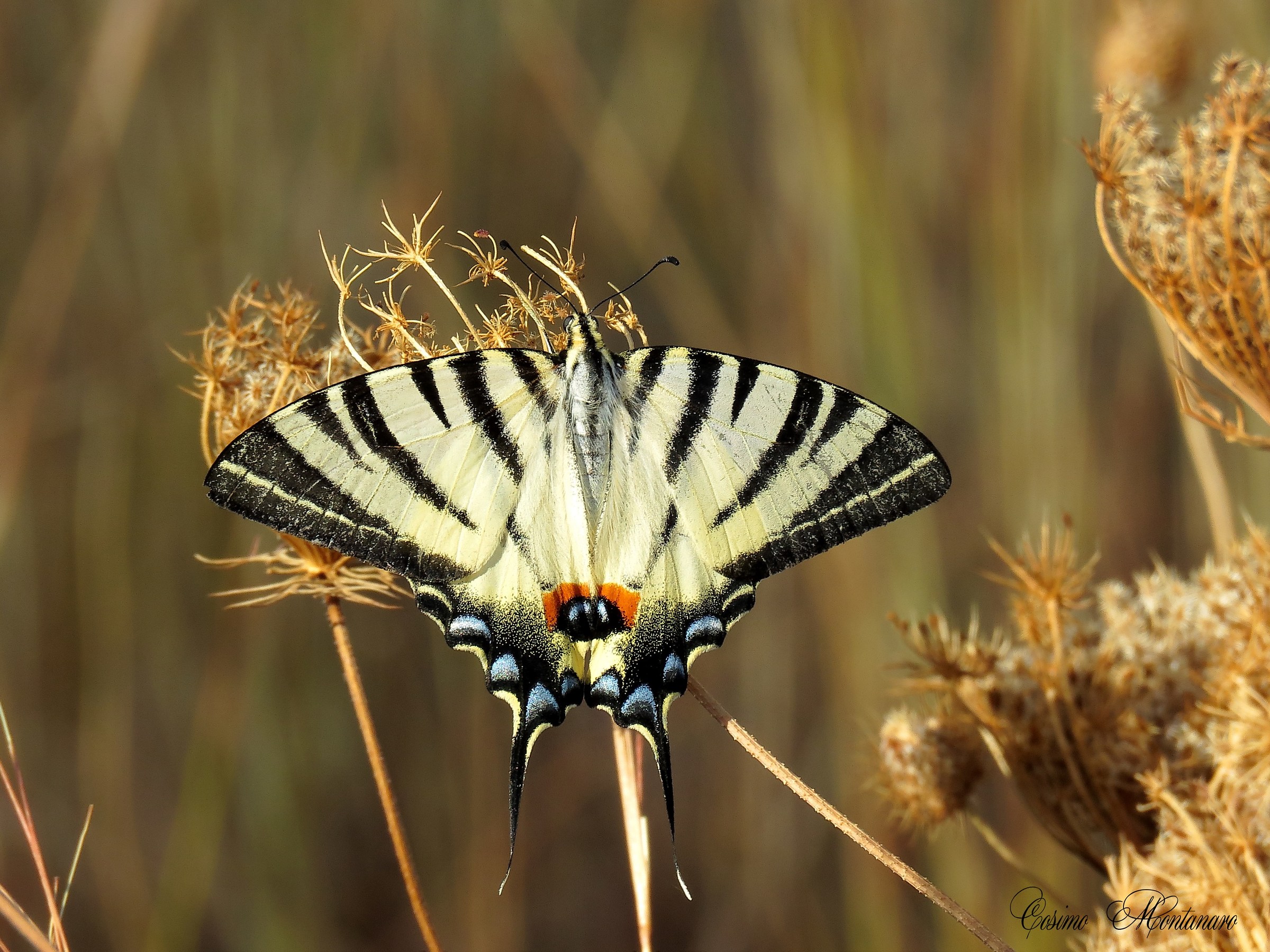 Iphiclides podalirius