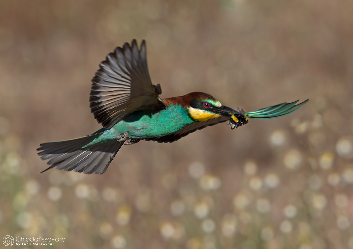 Crawling in flight with bumblebee