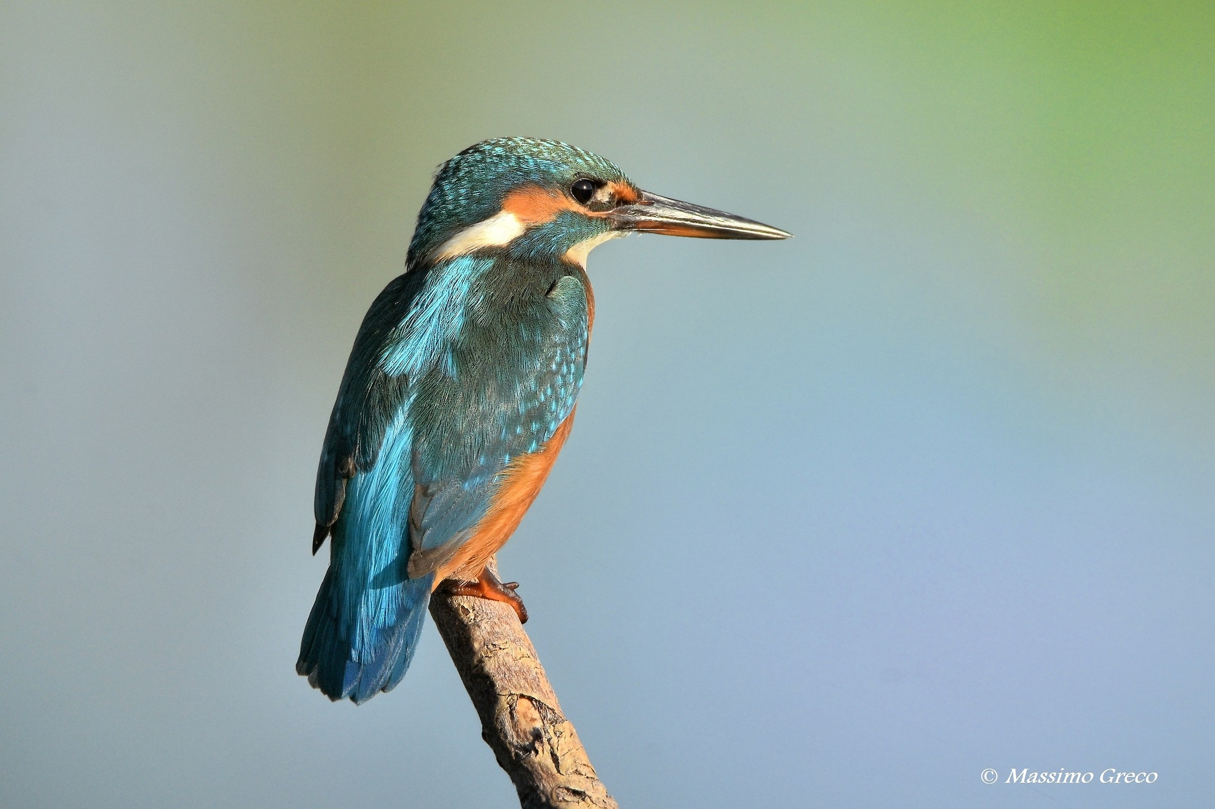 Femmina di Martin pescatore