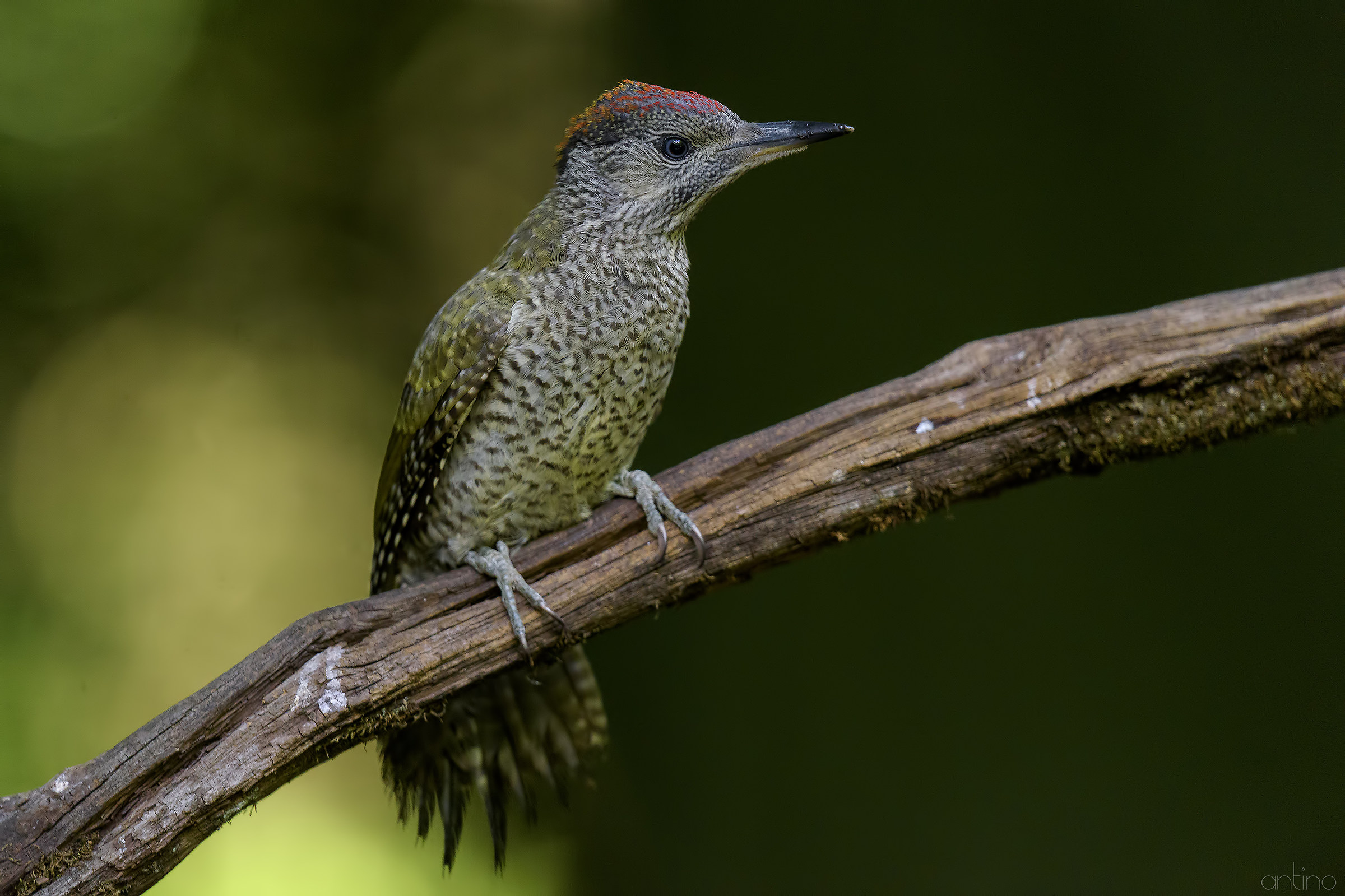Giovane picchio verde