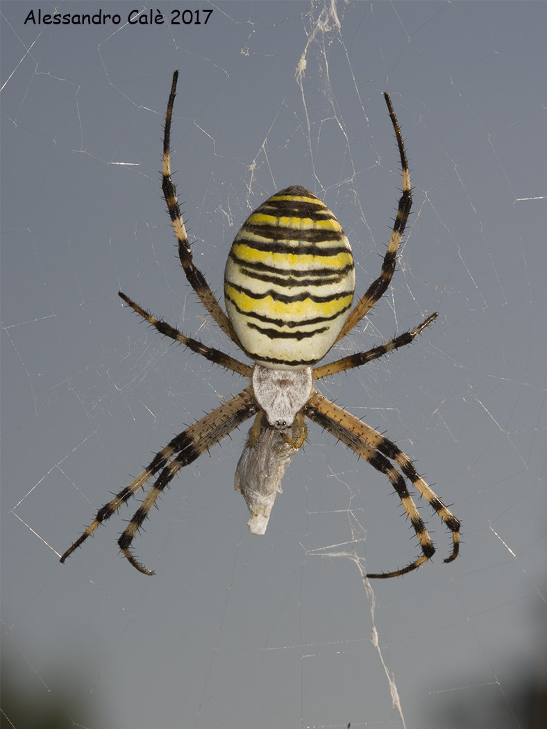 Argiope bruennichi (Epeira fasciata) 3204